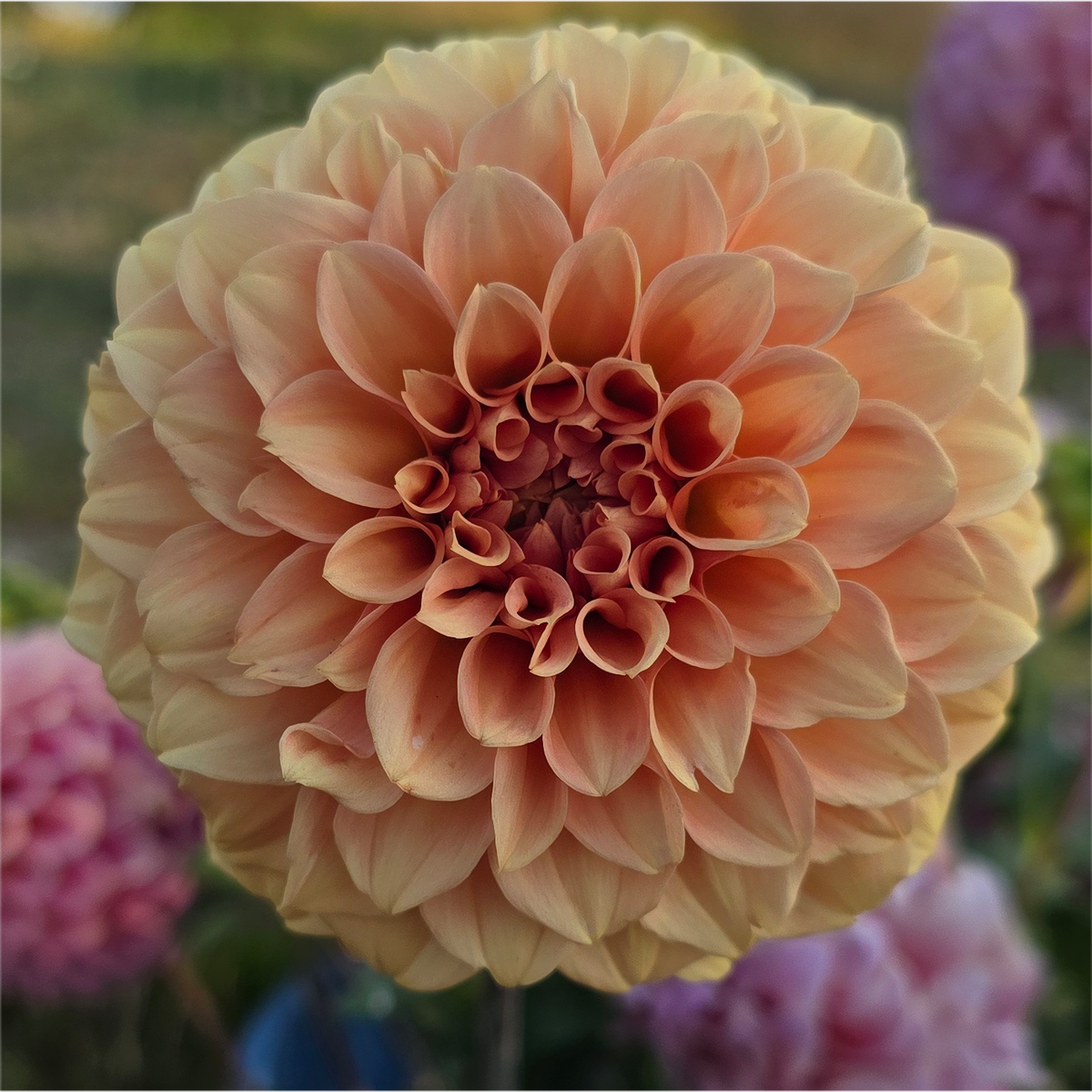 Florelie Nectar