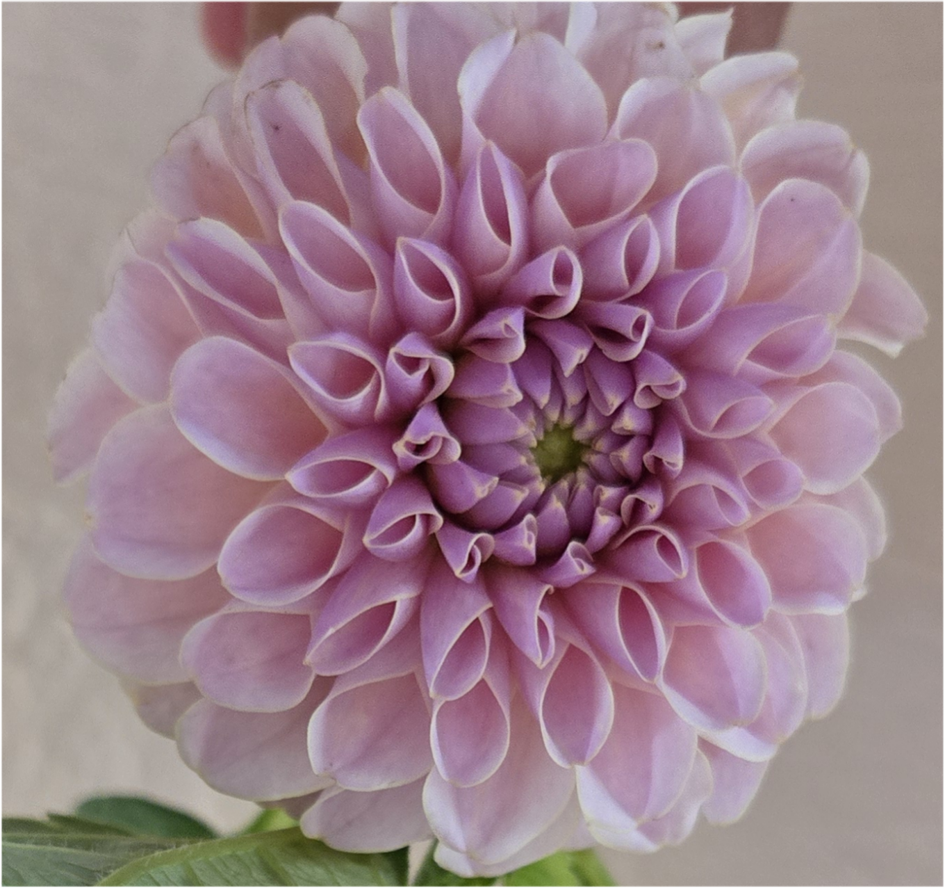 Cinder Rose - Cutting