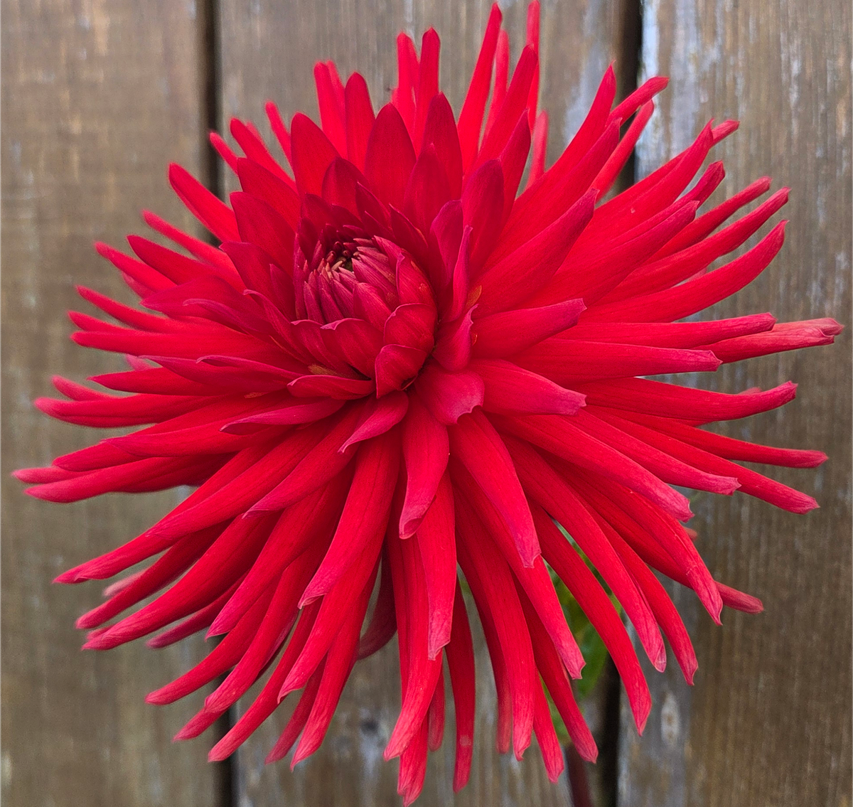Westwind Scarlet Glow