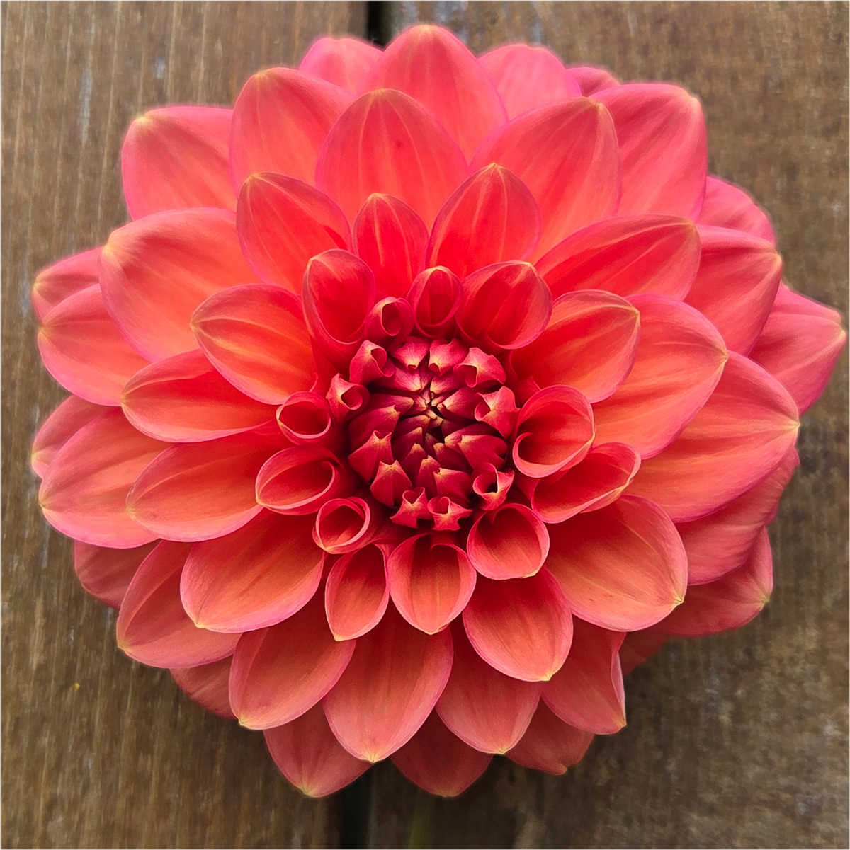 Appleblossom Double