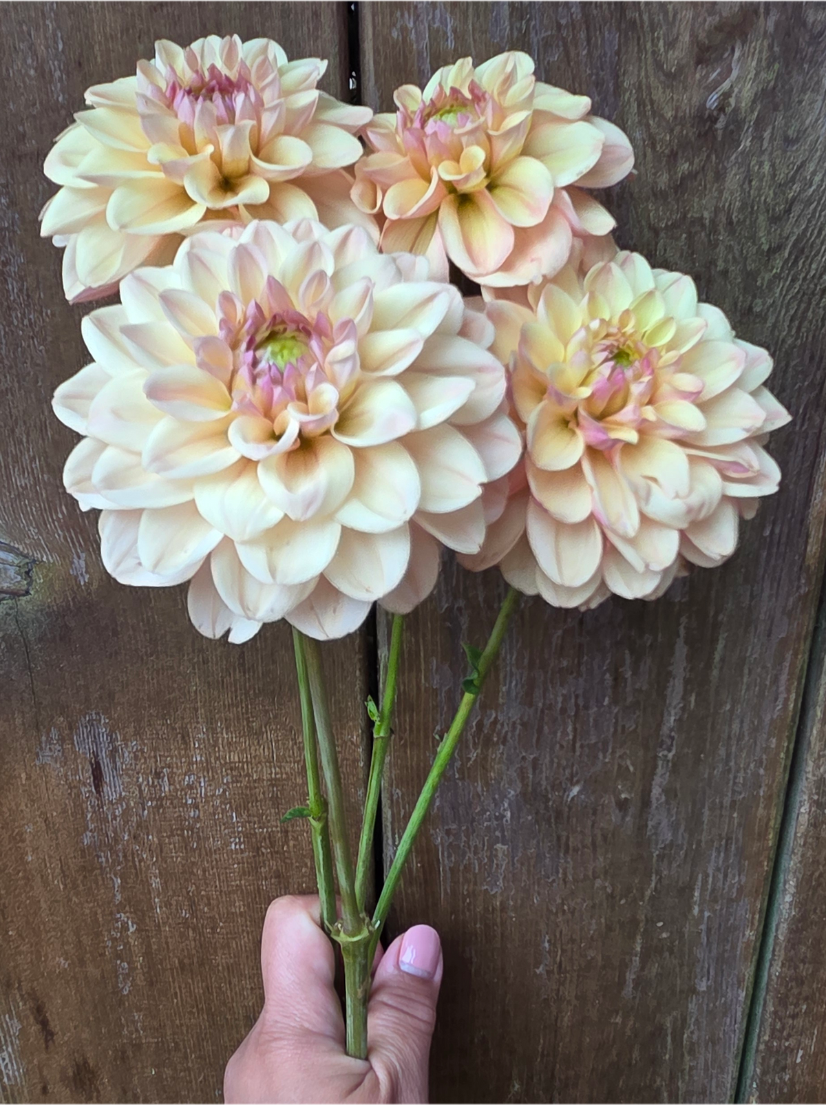 Bell's Palermo