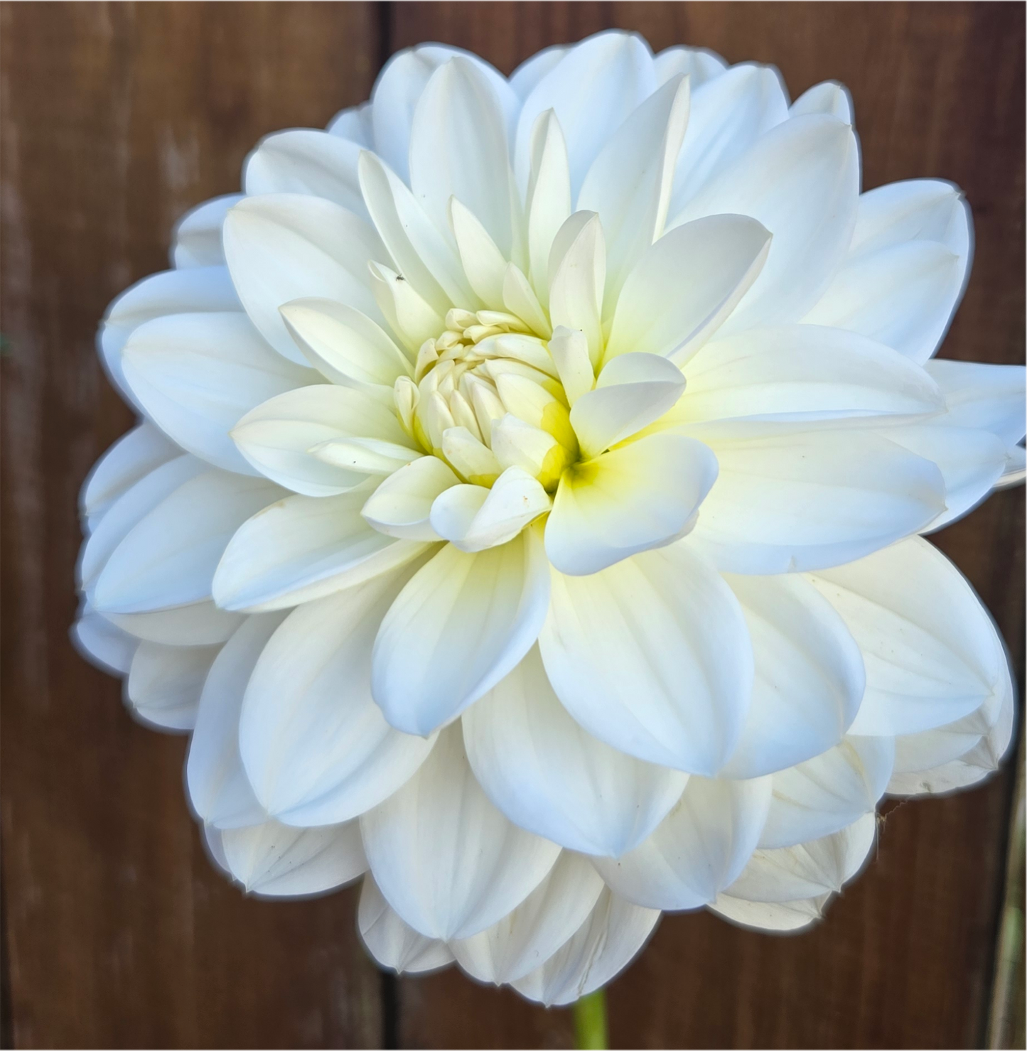 White onesta