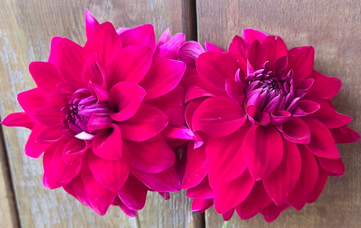 Coseytown Sangria