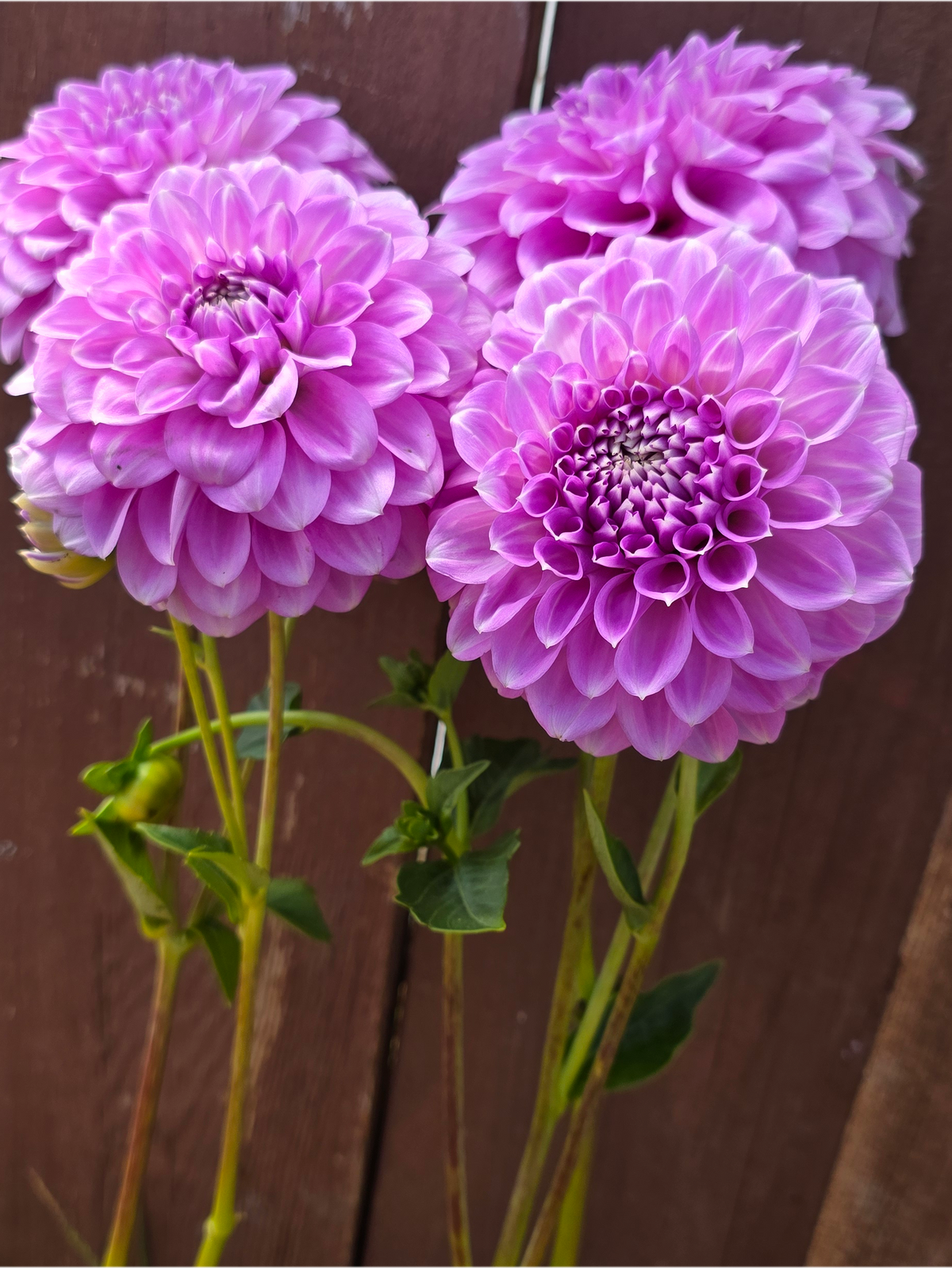 Coorabel Zoe