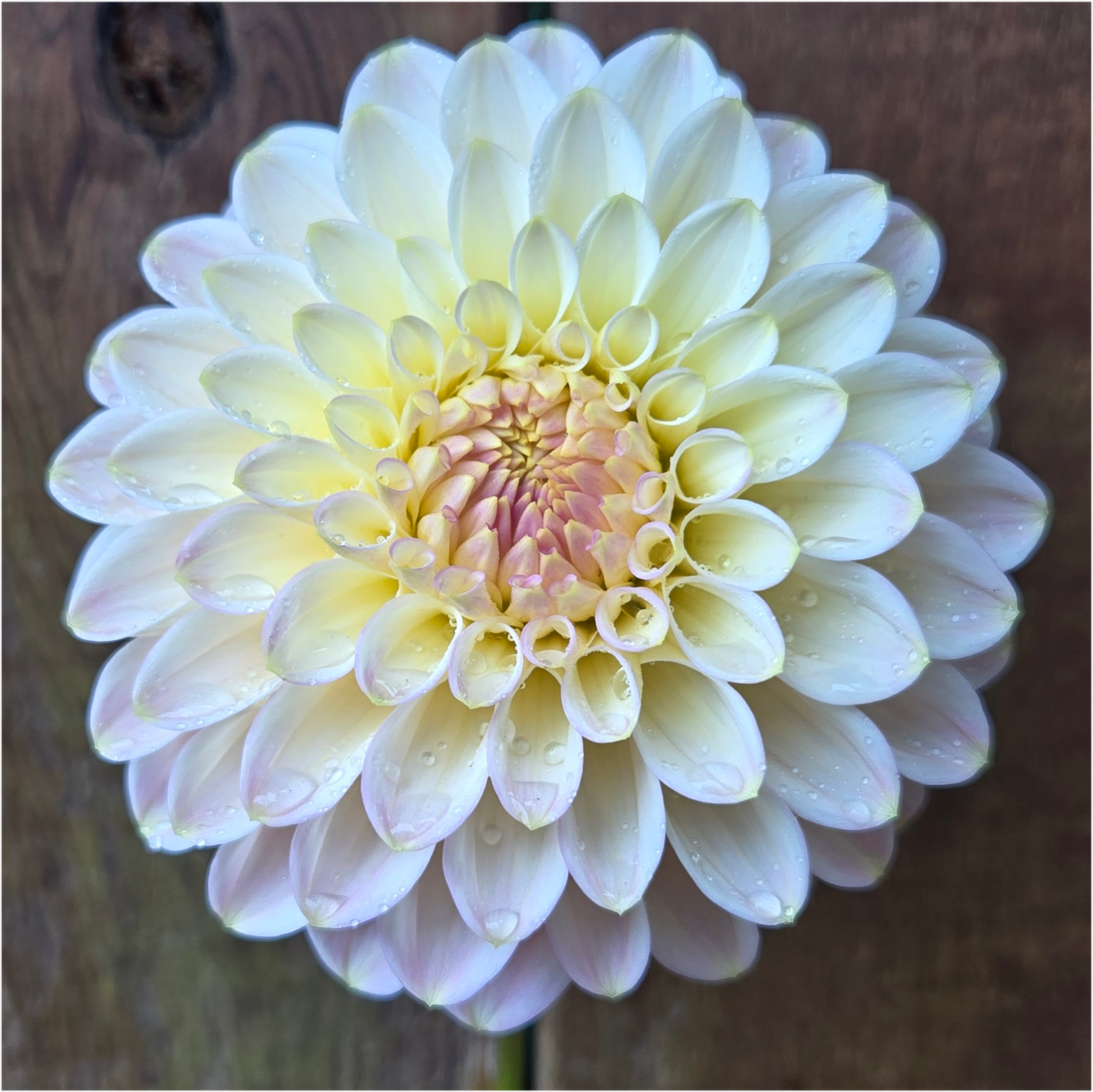 Arnside Rose