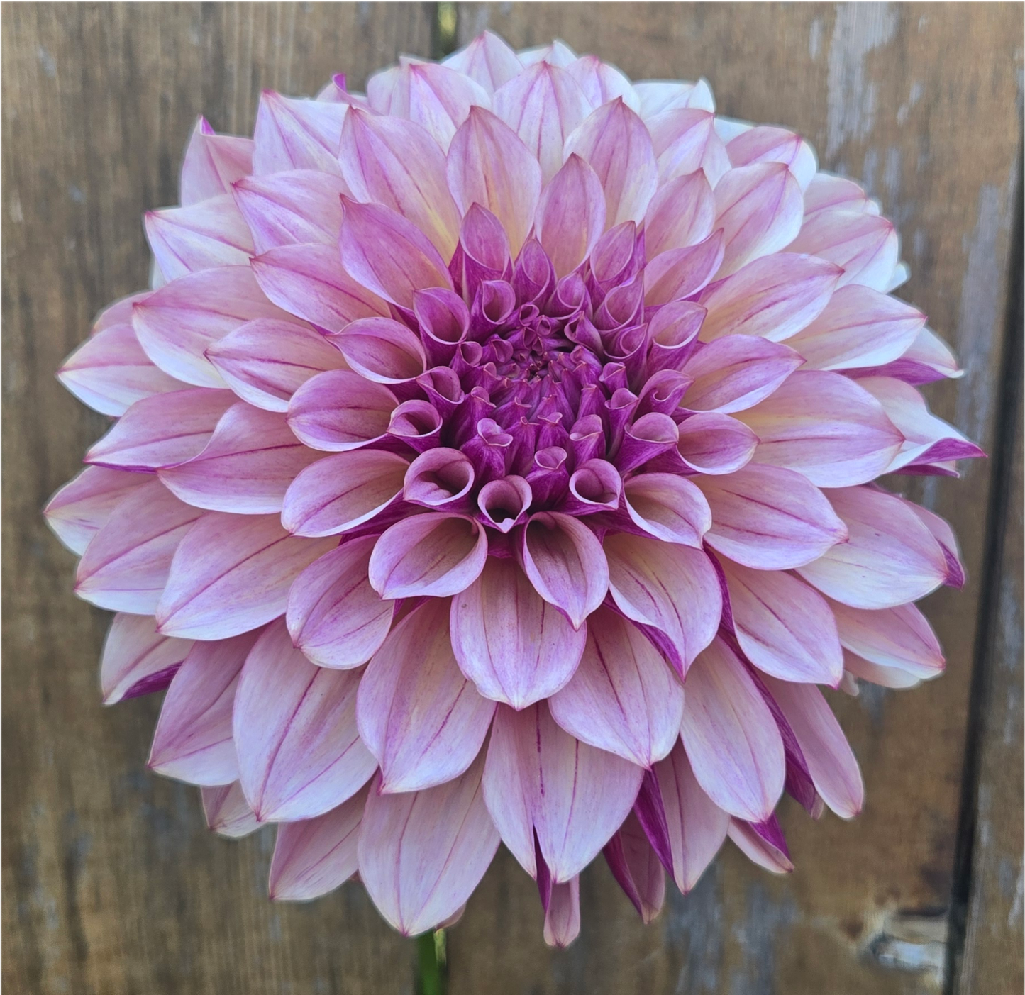 Café Mauve