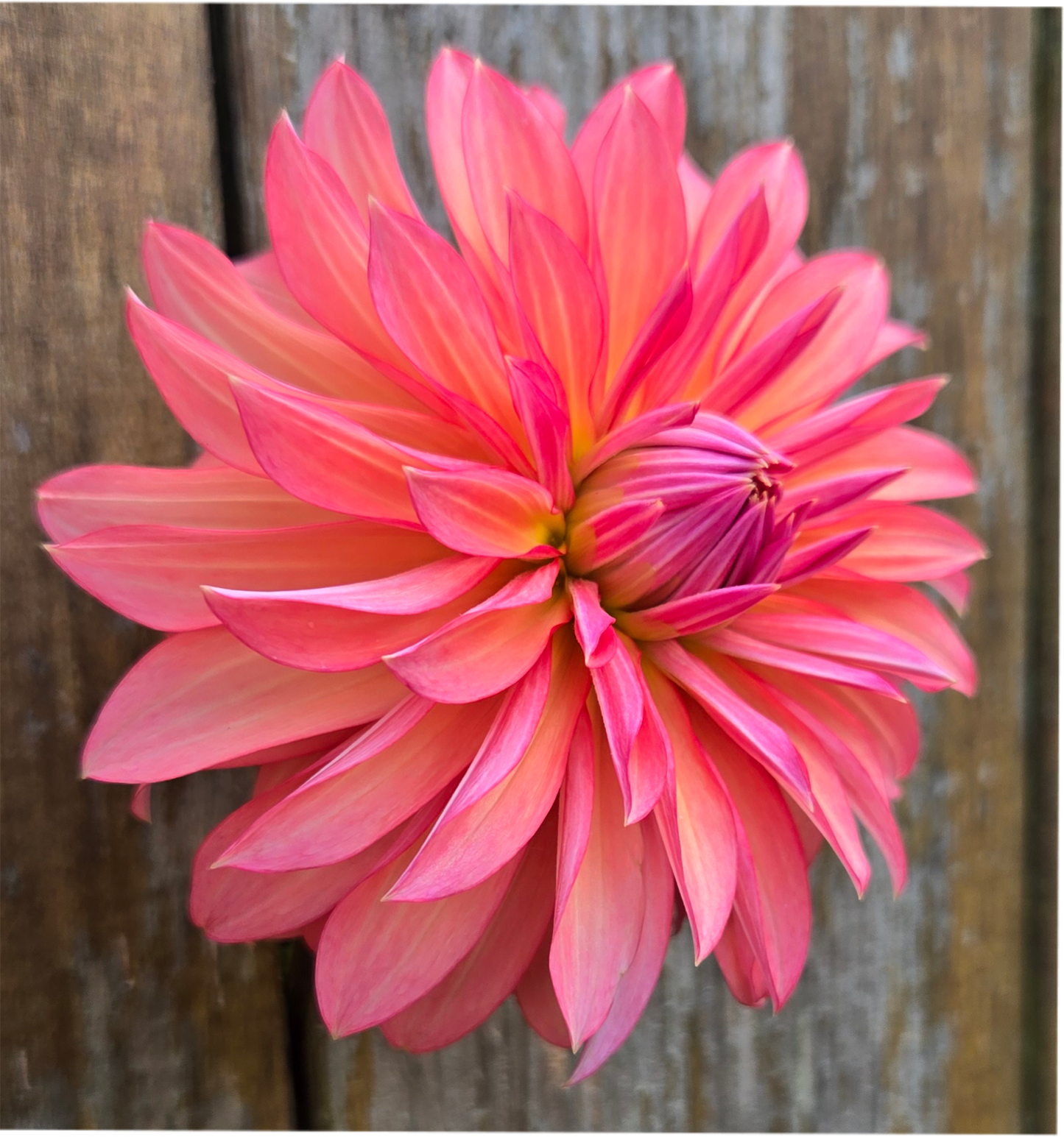 Sandia Ruthie