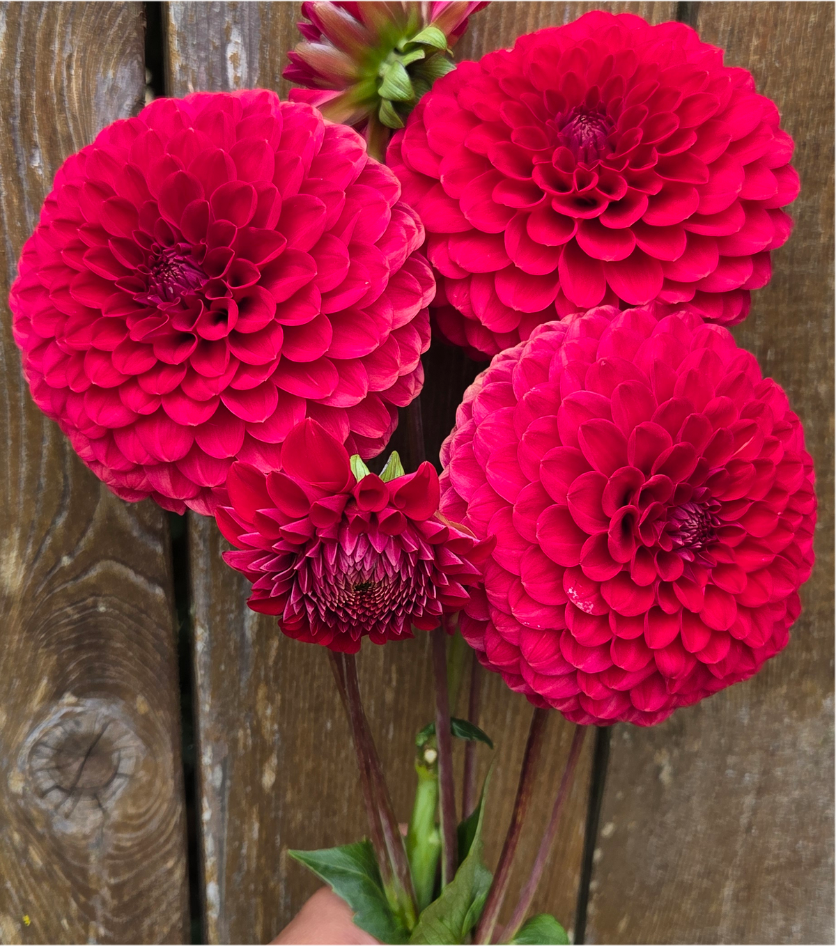 Florelie Vendetta