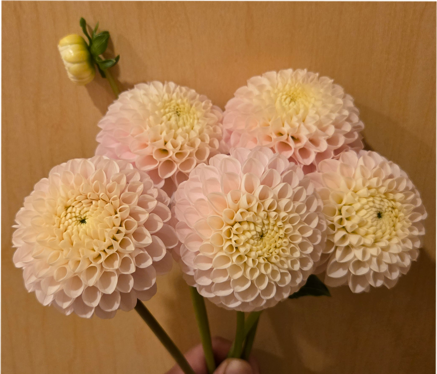 Hollyhill Pollyanna - Cutting