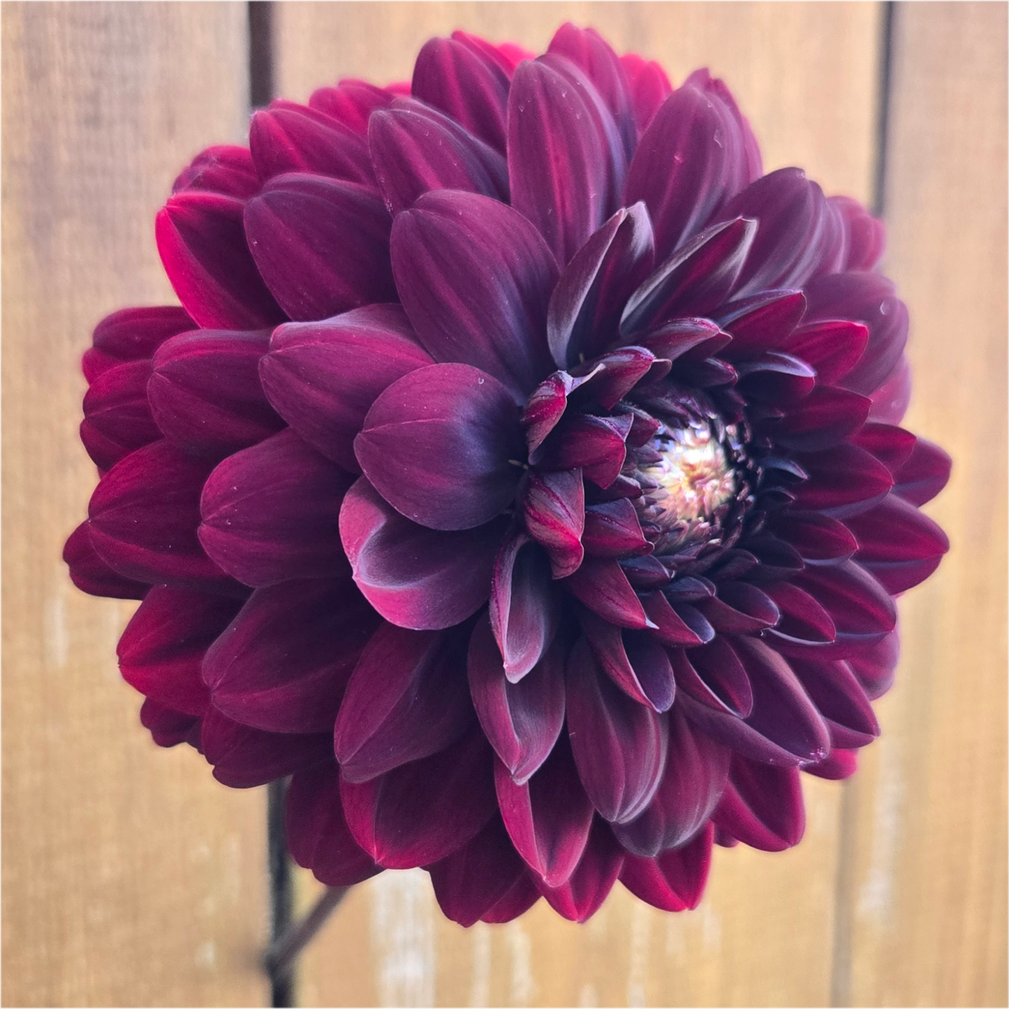 Karma Choc