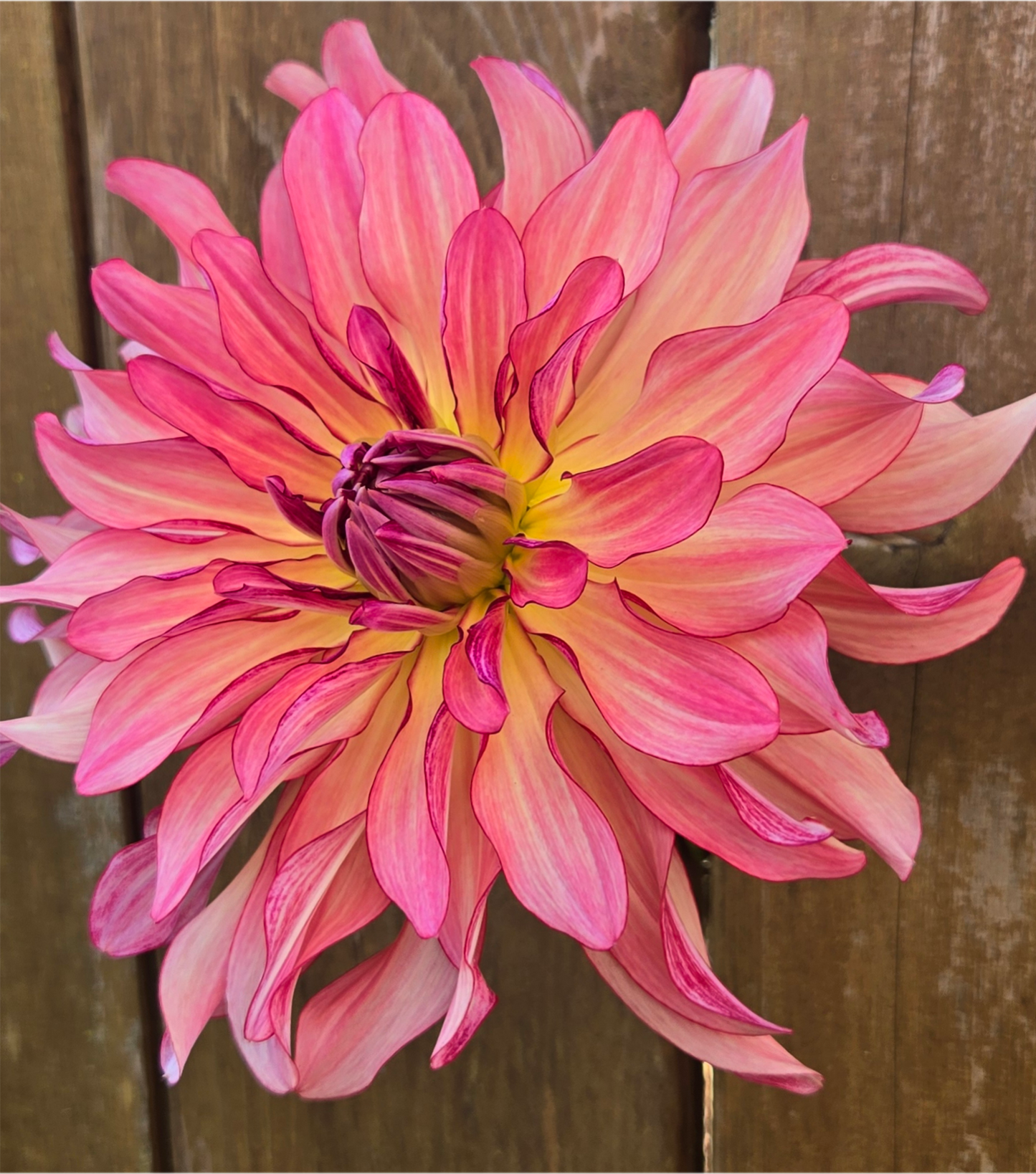 Dutch Delight