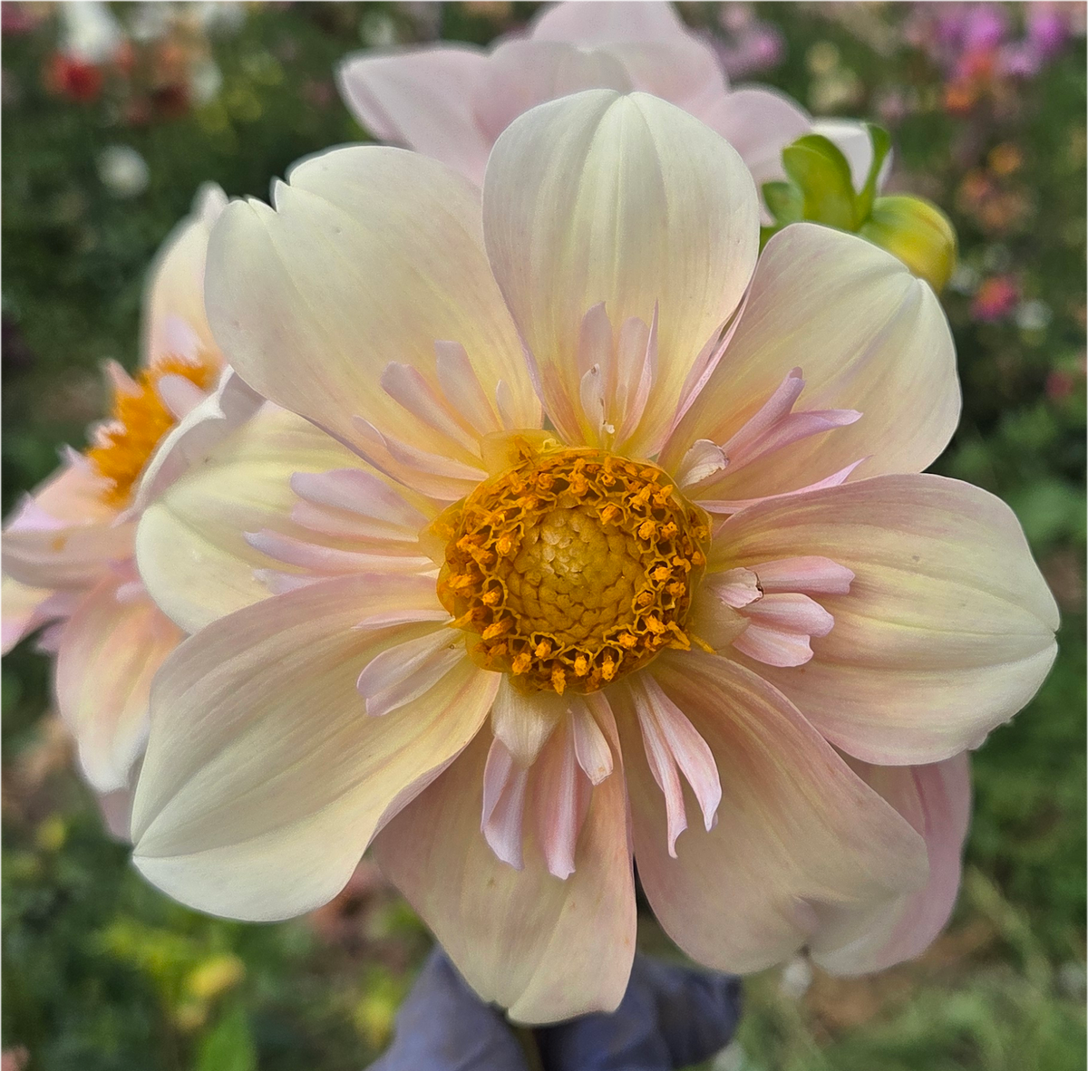 Appleblossom