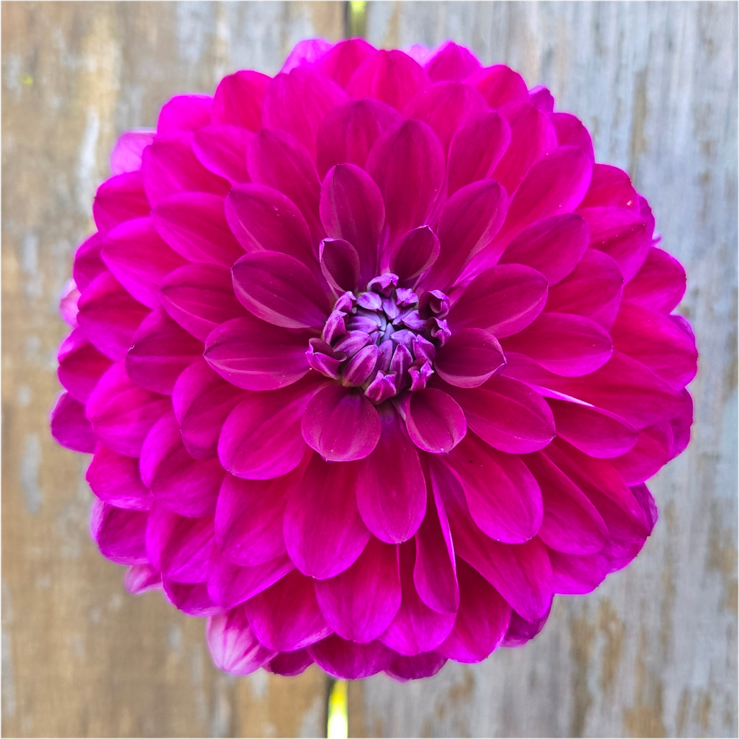 Sandia Bertha