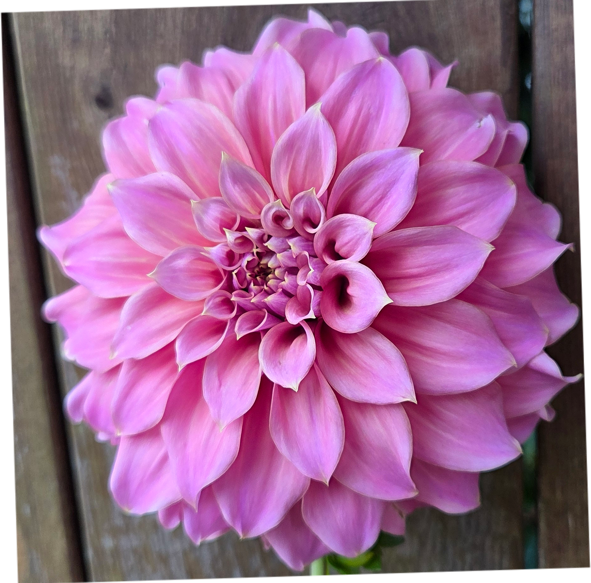 Lileah Caramel Rose