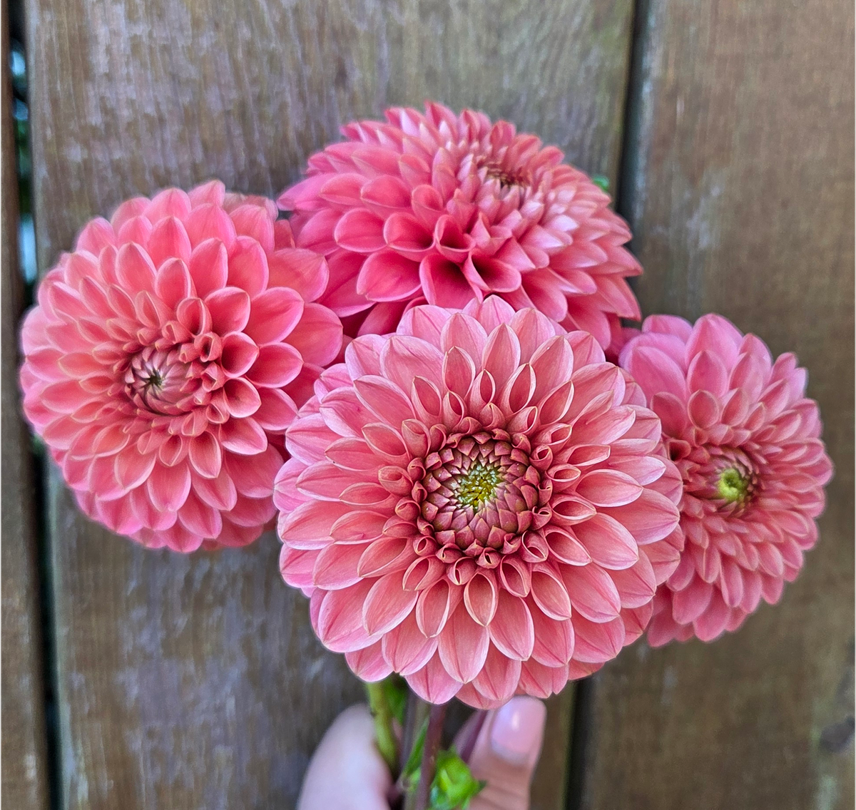 KA Boho Peach
