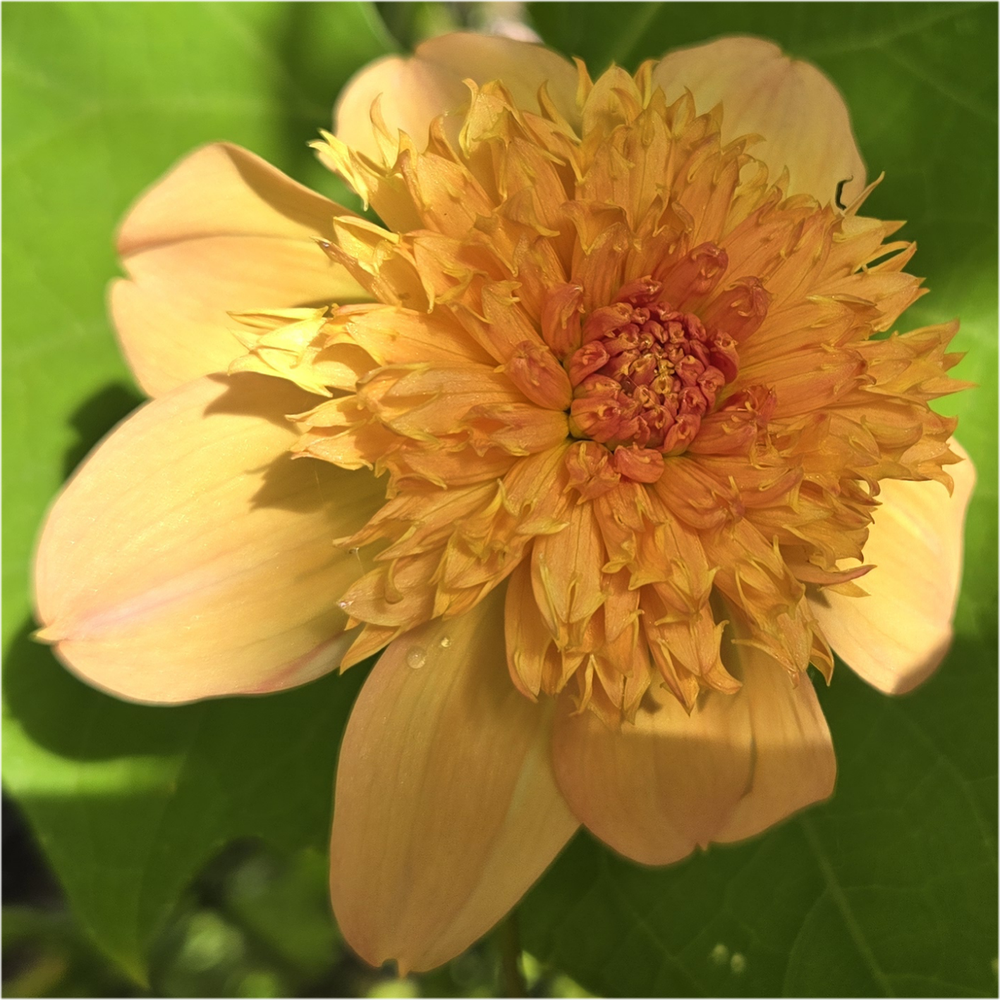 Sandia Brocade