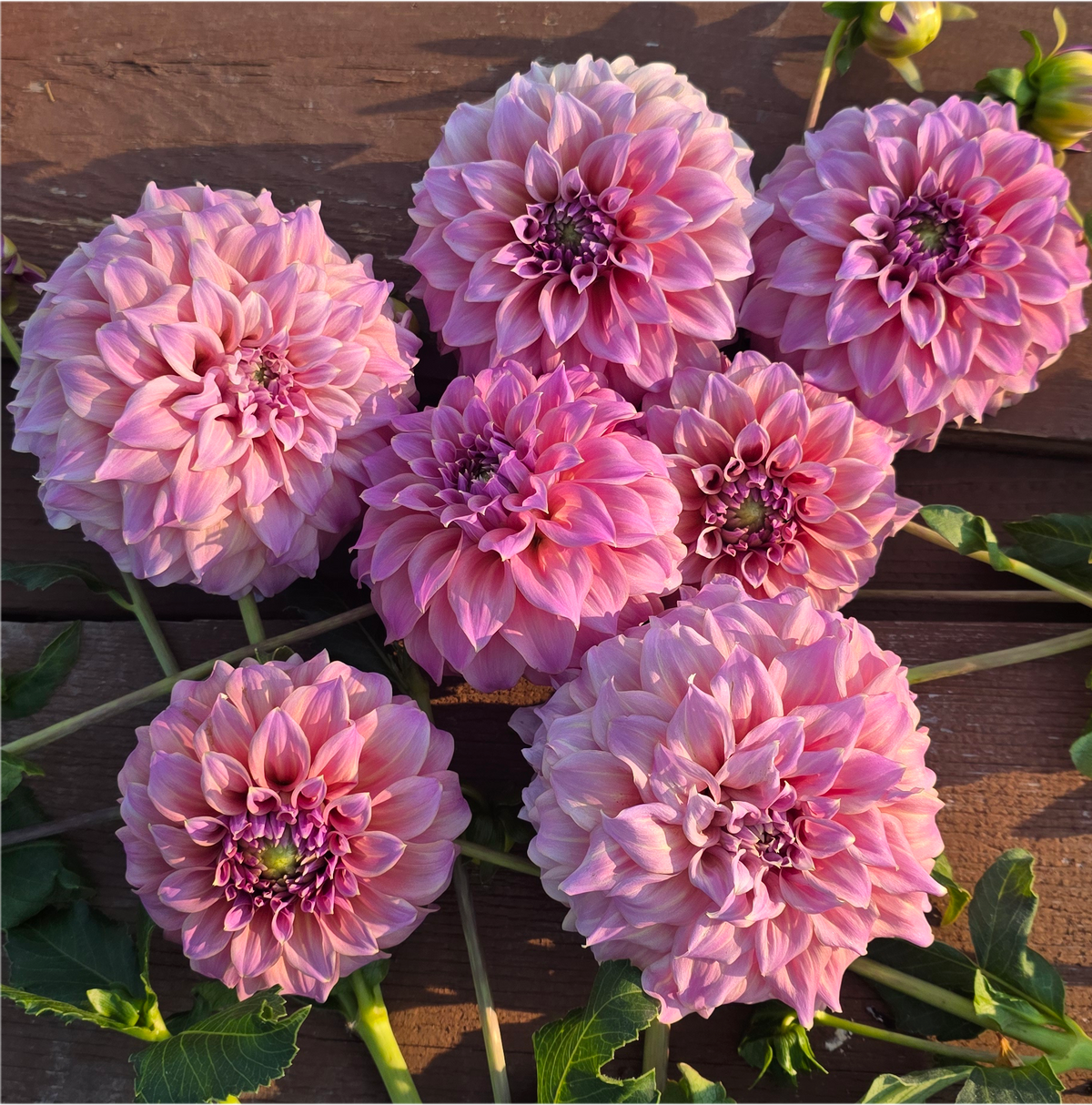 Dahlia Cuttings