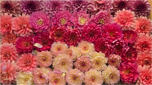 Bouquet Subscription