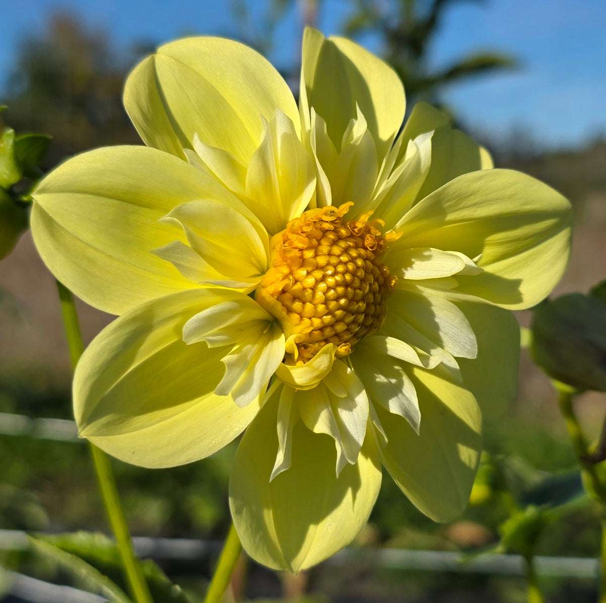 Ferncliff Lemon Kiss