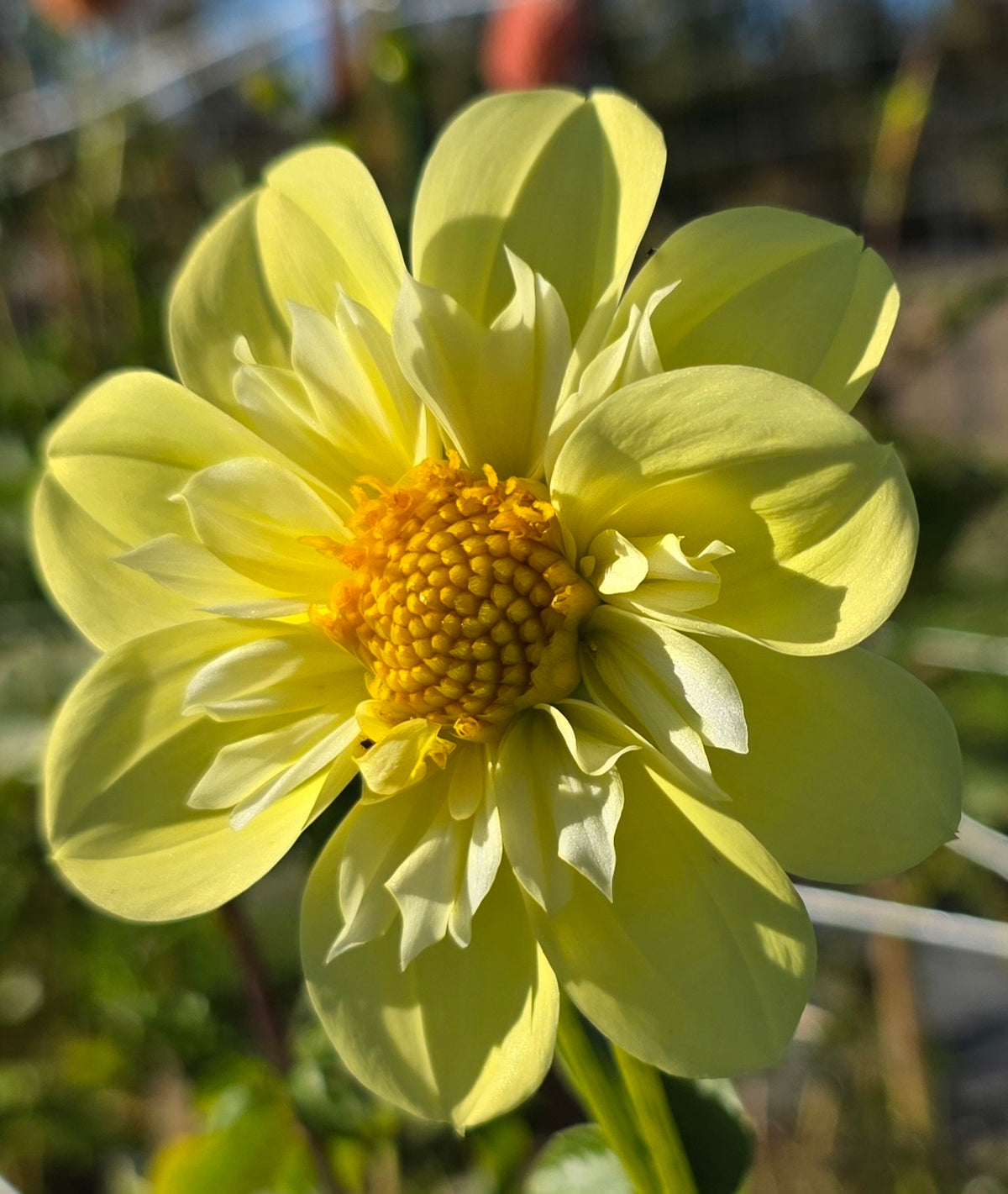 Ferncliff Lemon Kiss