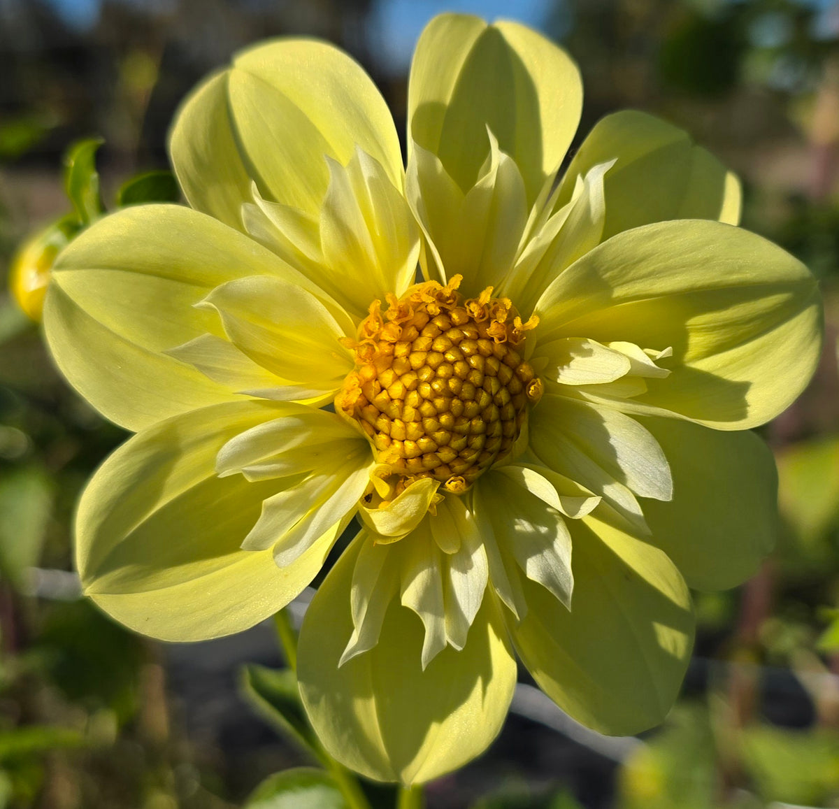 Ferncliff Lemon Kiss