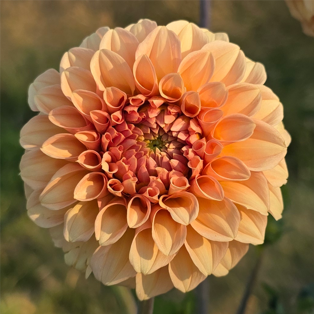 Florelie Nectar