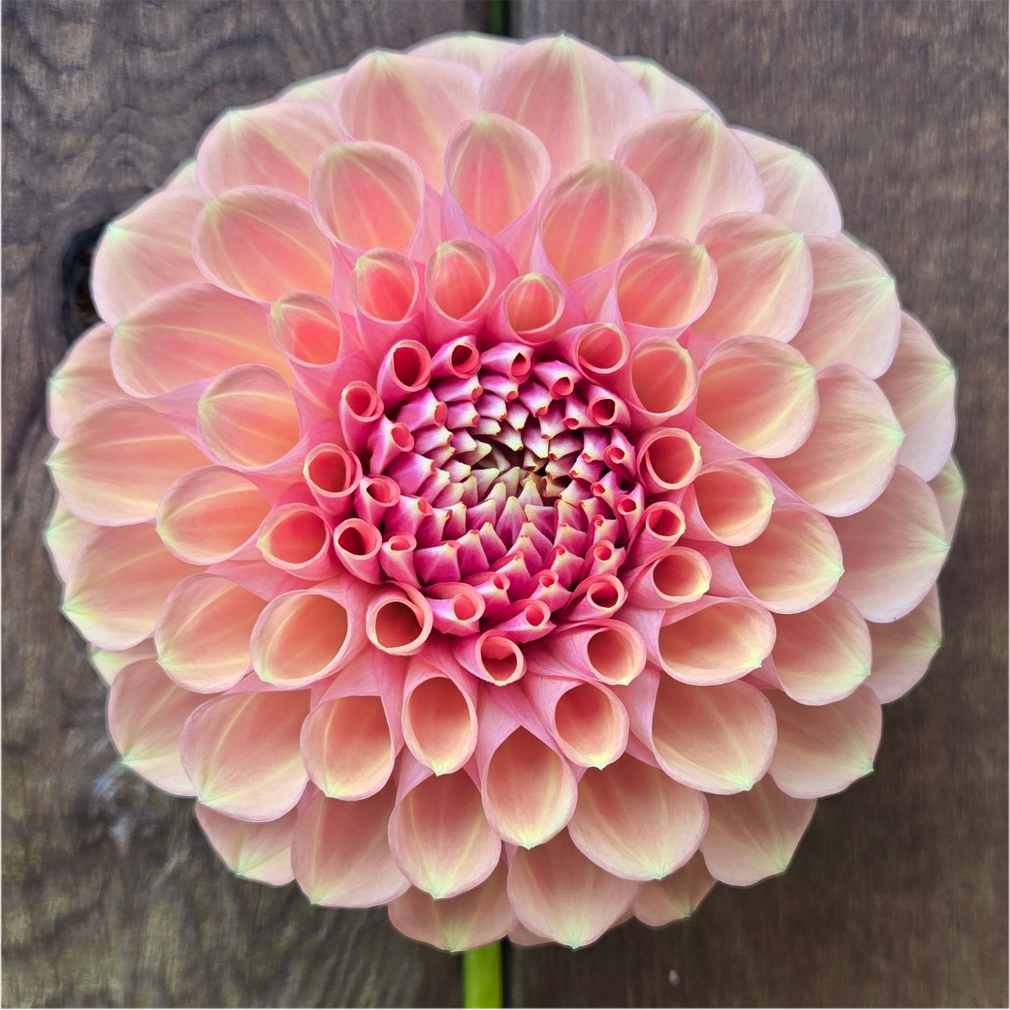 Glenmarc Sophie Sport