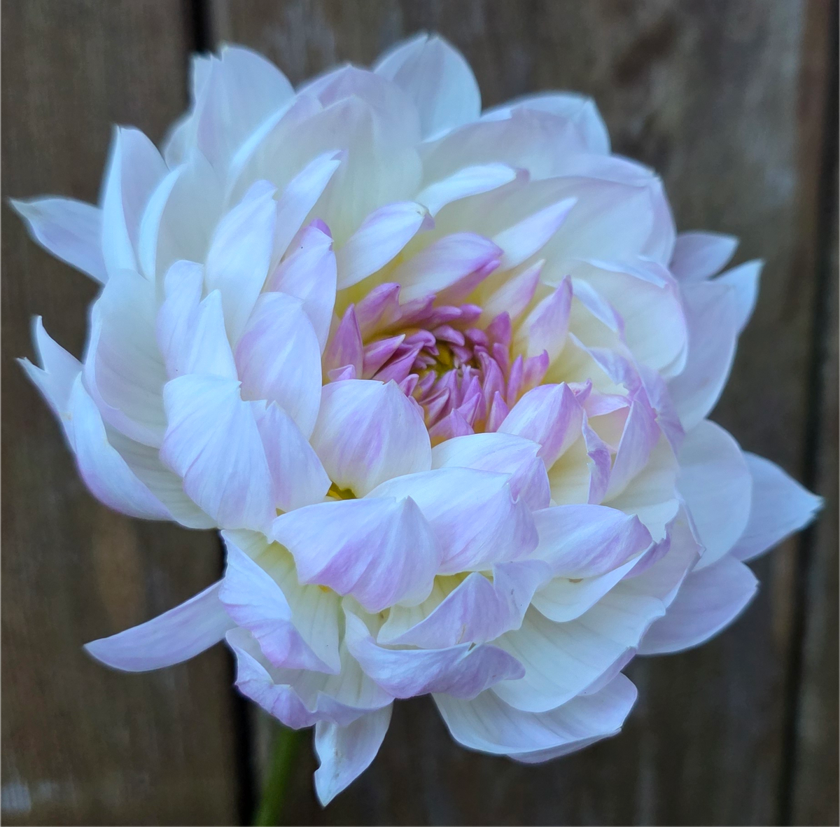 Hollyhill Lilibet