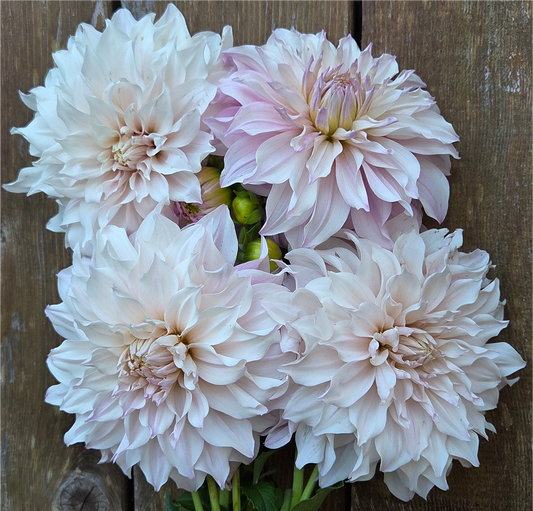 KA Chiffon