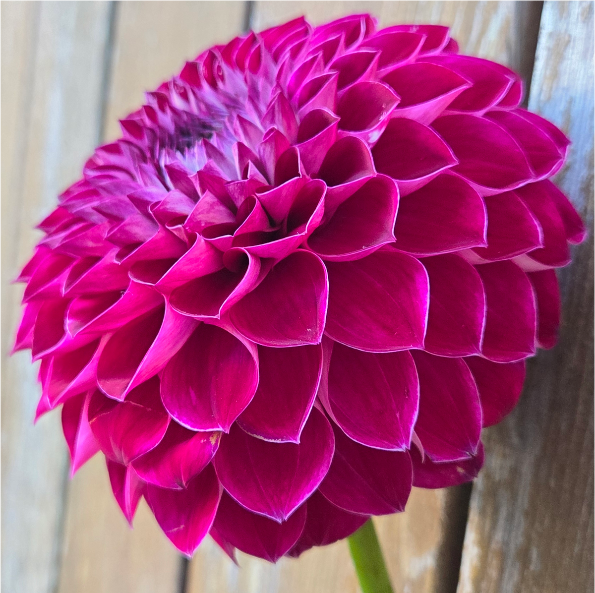 Florelie Origami