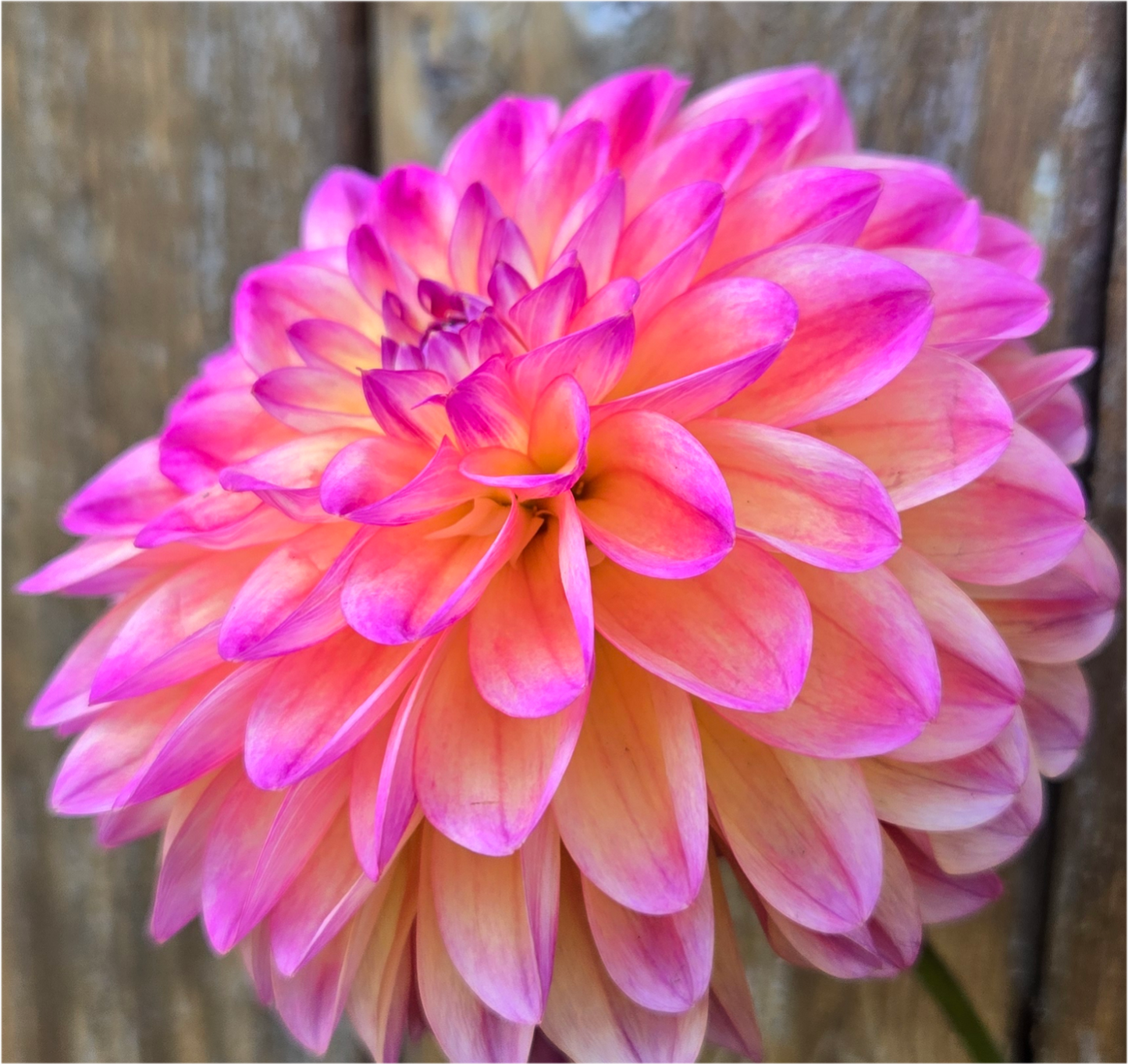 Coral Charm