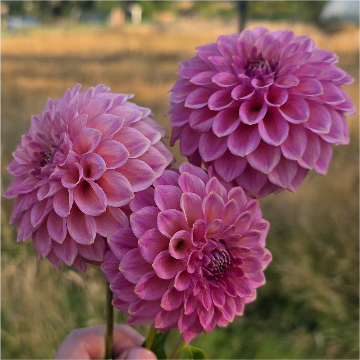 Florelie Flamingo