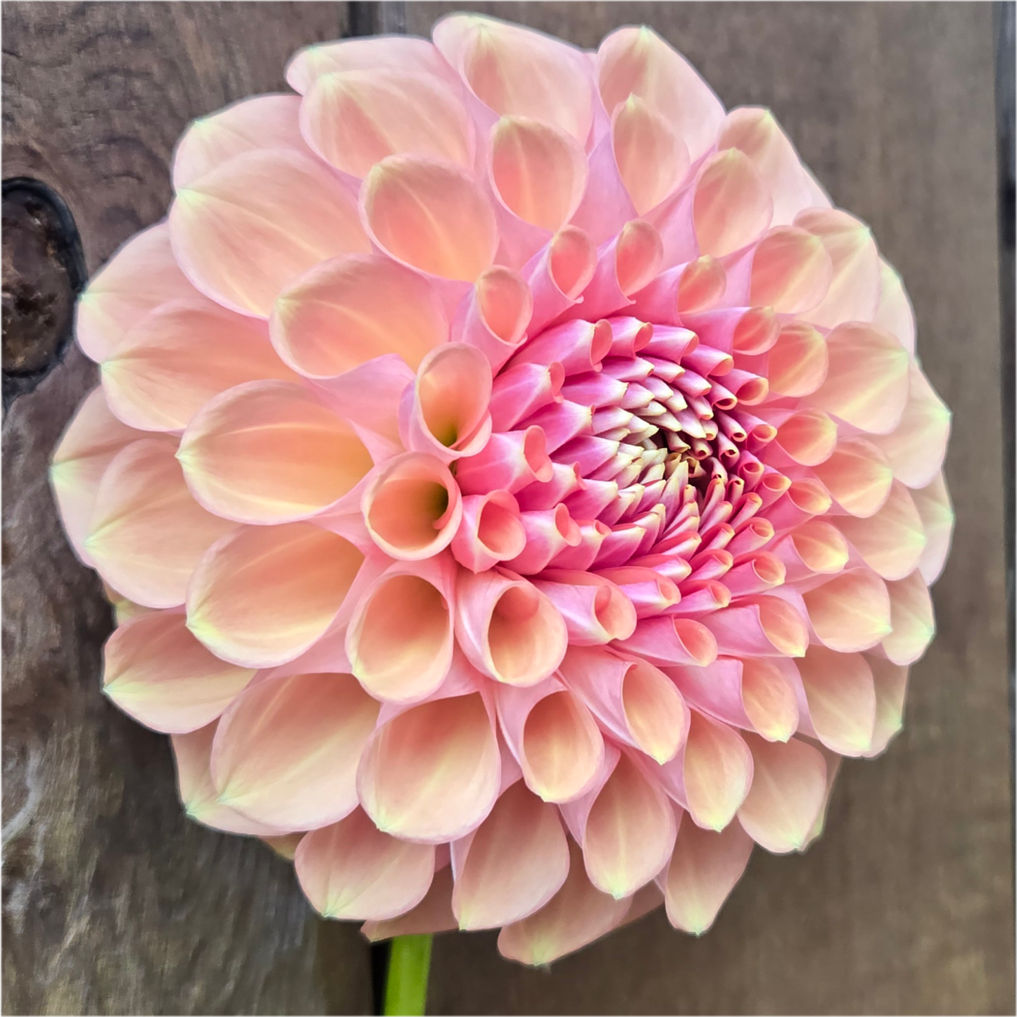 Glenmarc Sophie Sport