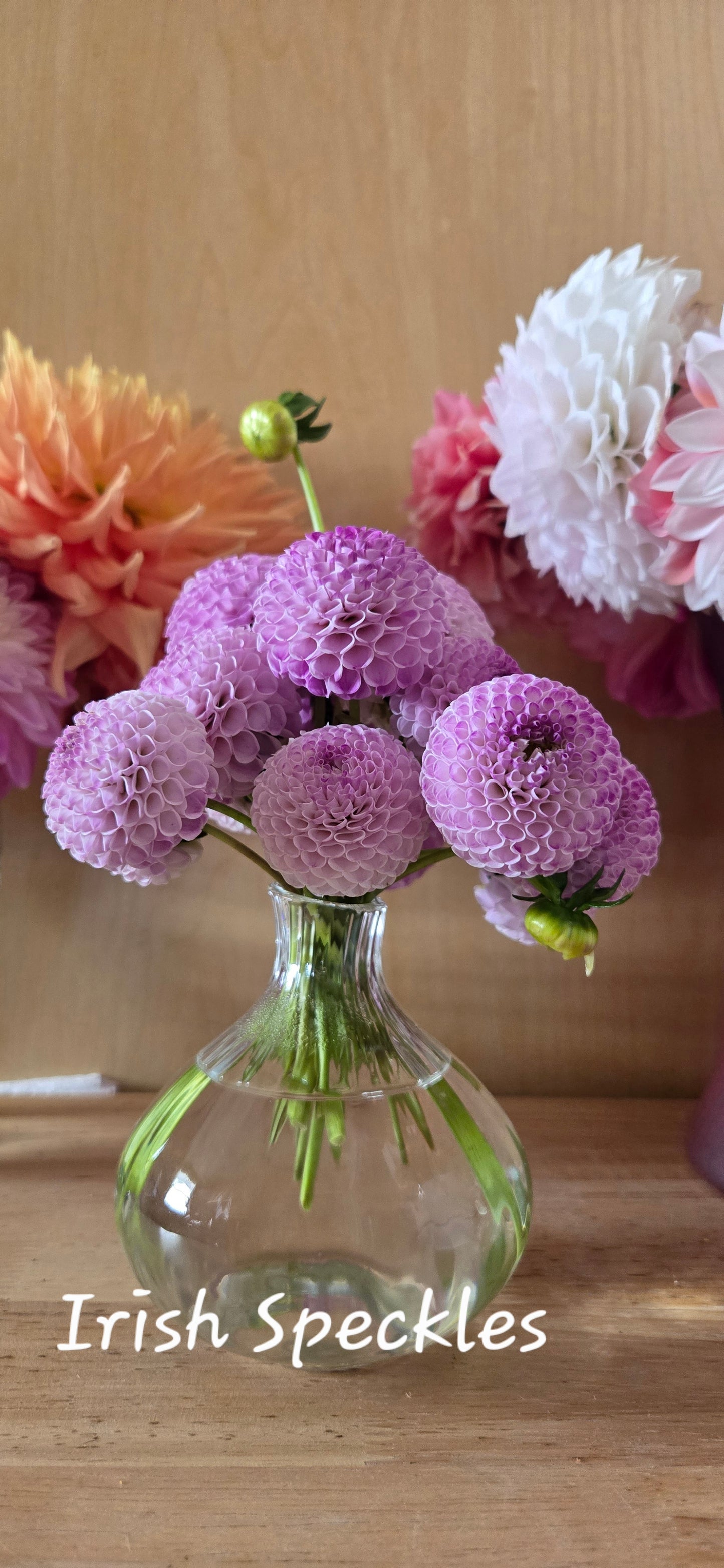 Irish Speckles