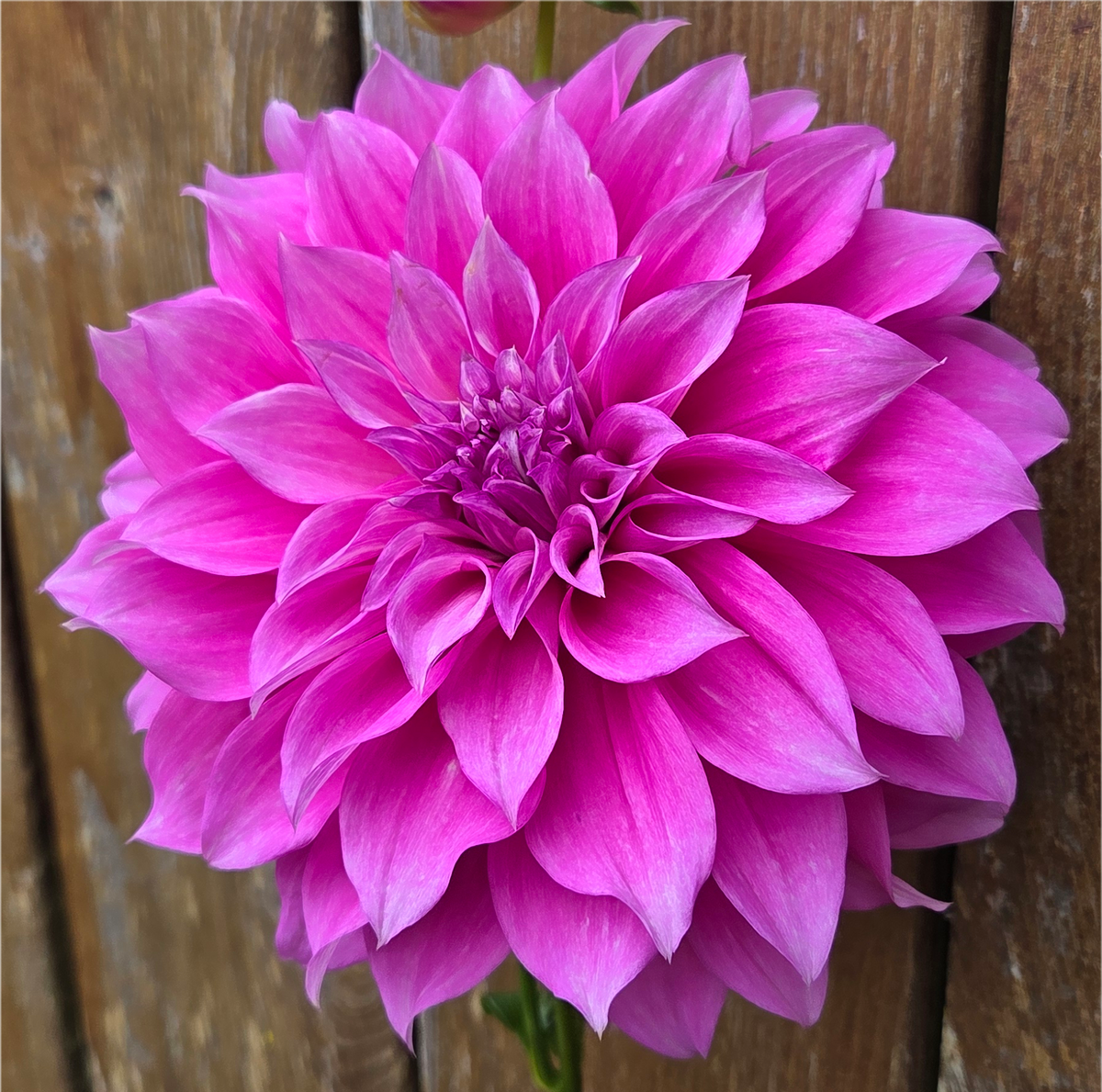 Florelie Café Violette