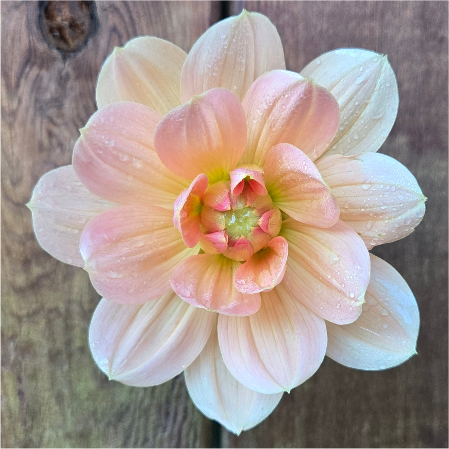 Apricot Desire