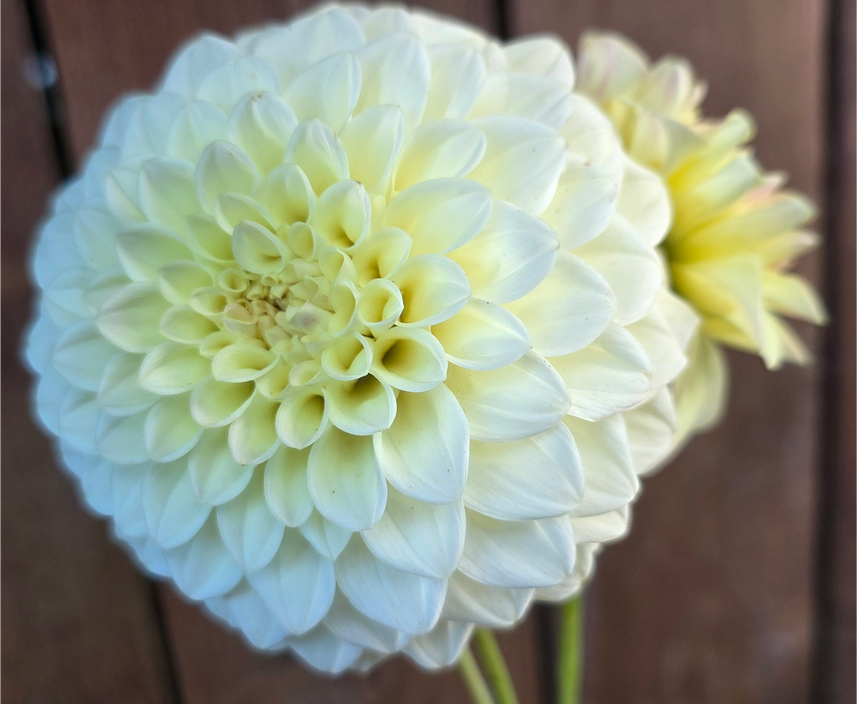 Lee's Primrose Darling