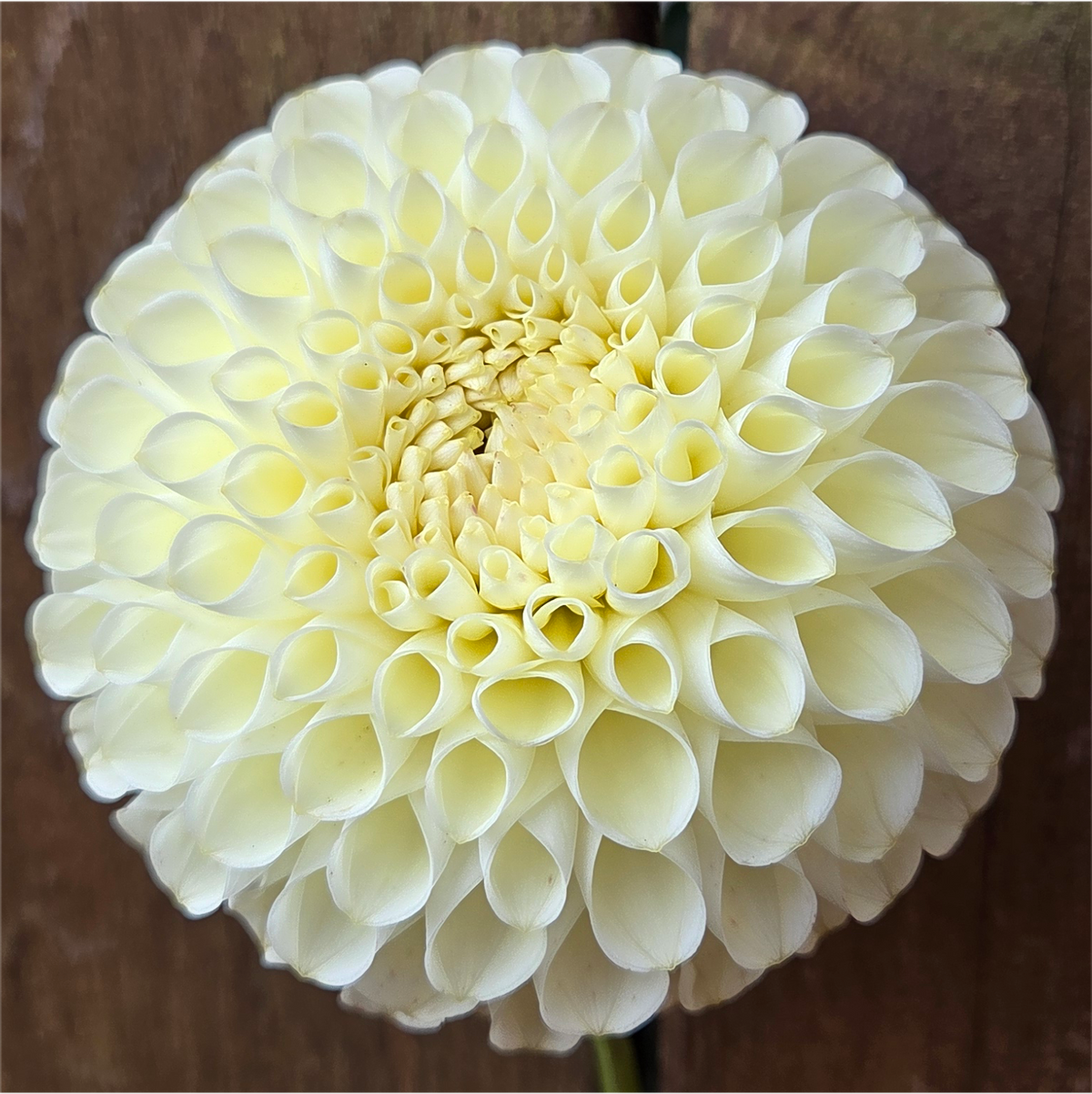 Cream Diane