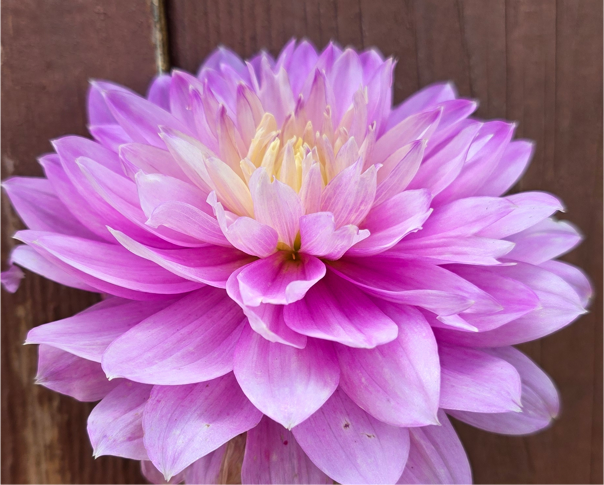 Hollyhill Leda