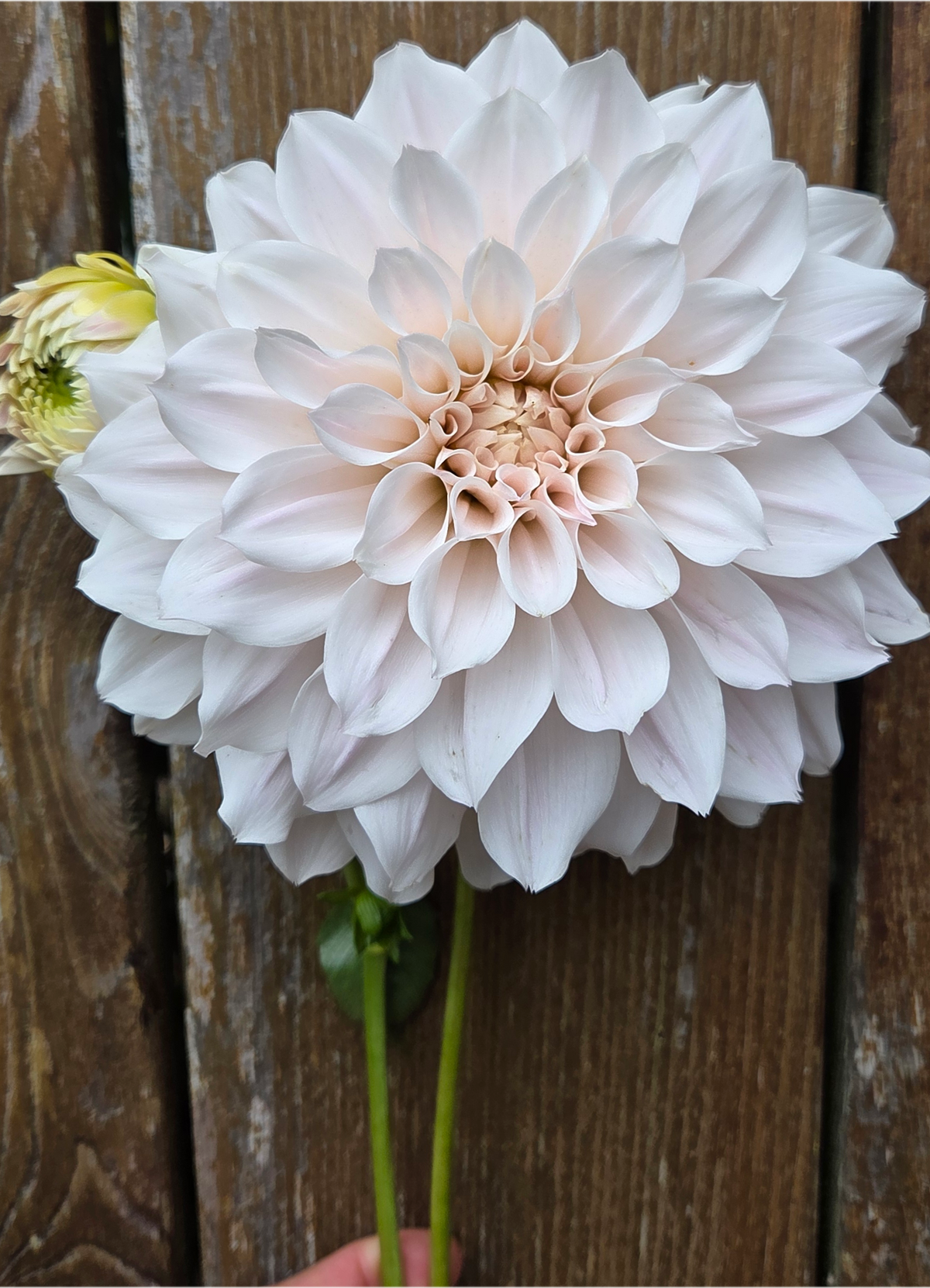 Everbloom First Dance