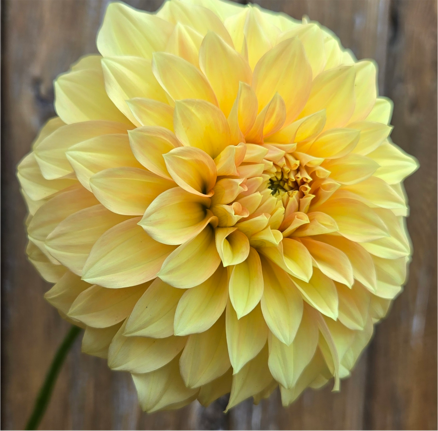 Bracken Palomino