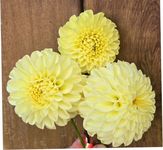 LPF Lemon Sorbet