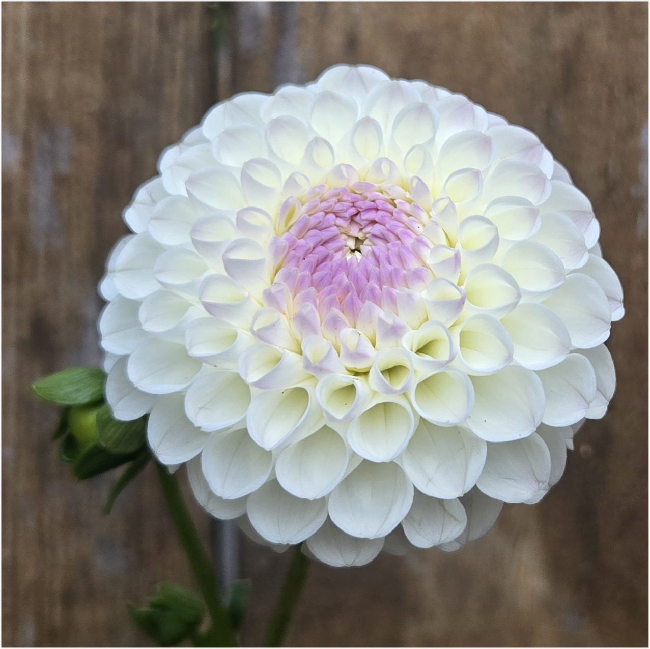 Hollyhill Miss White