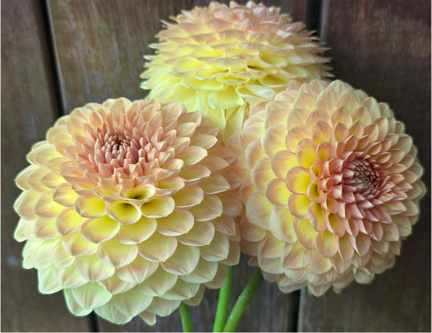 Blyton Softer Gleam