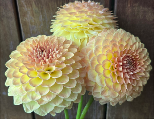 Blyton Softer Gleam
