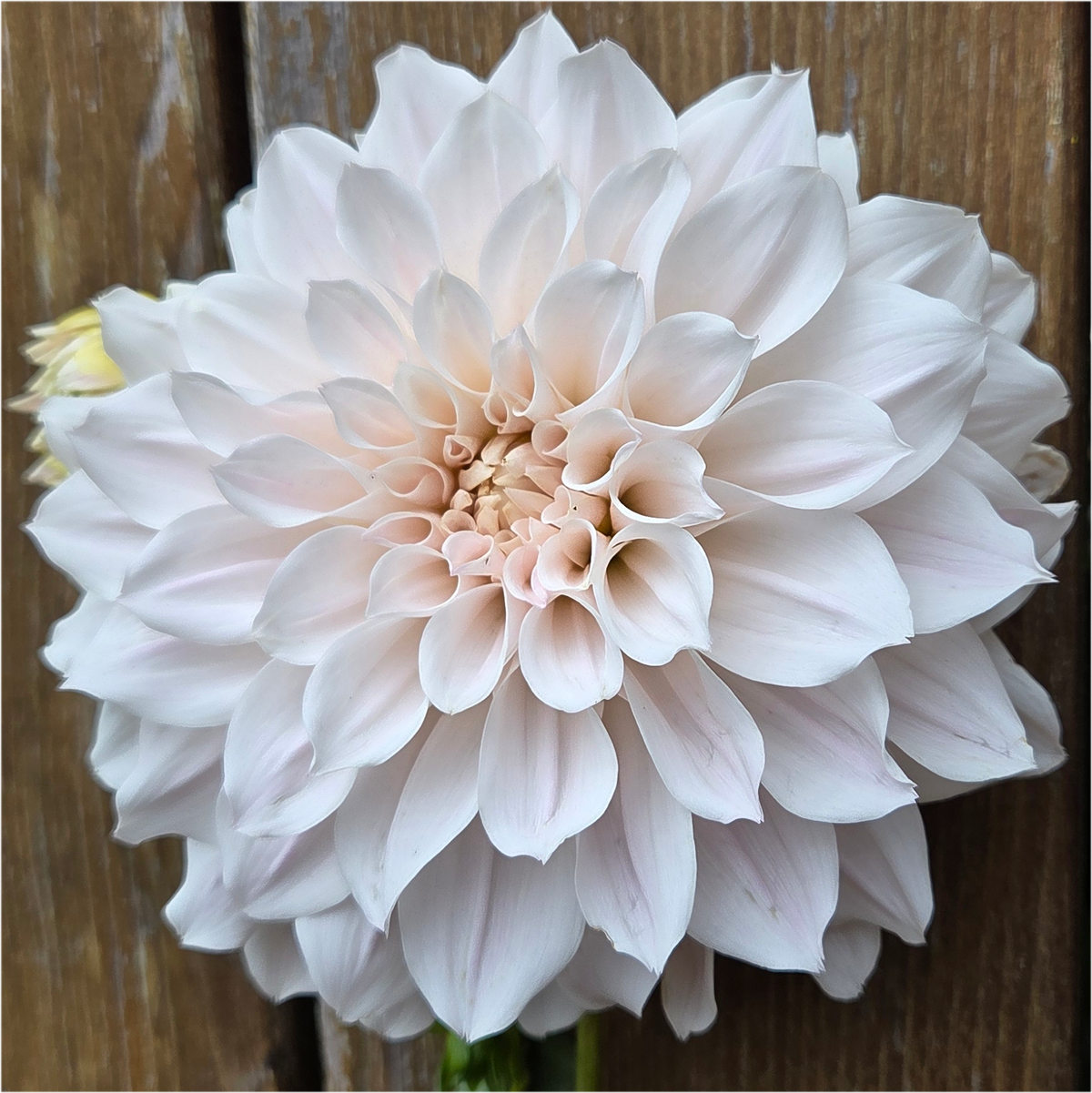 Everbloom First Dance