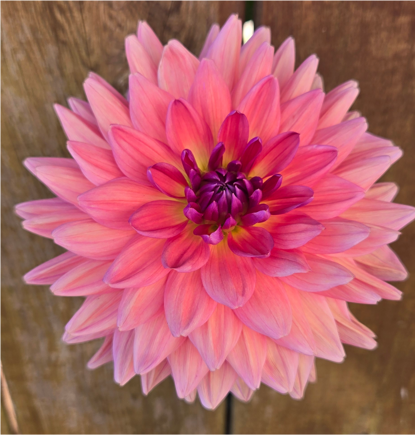 Dutch Pearl