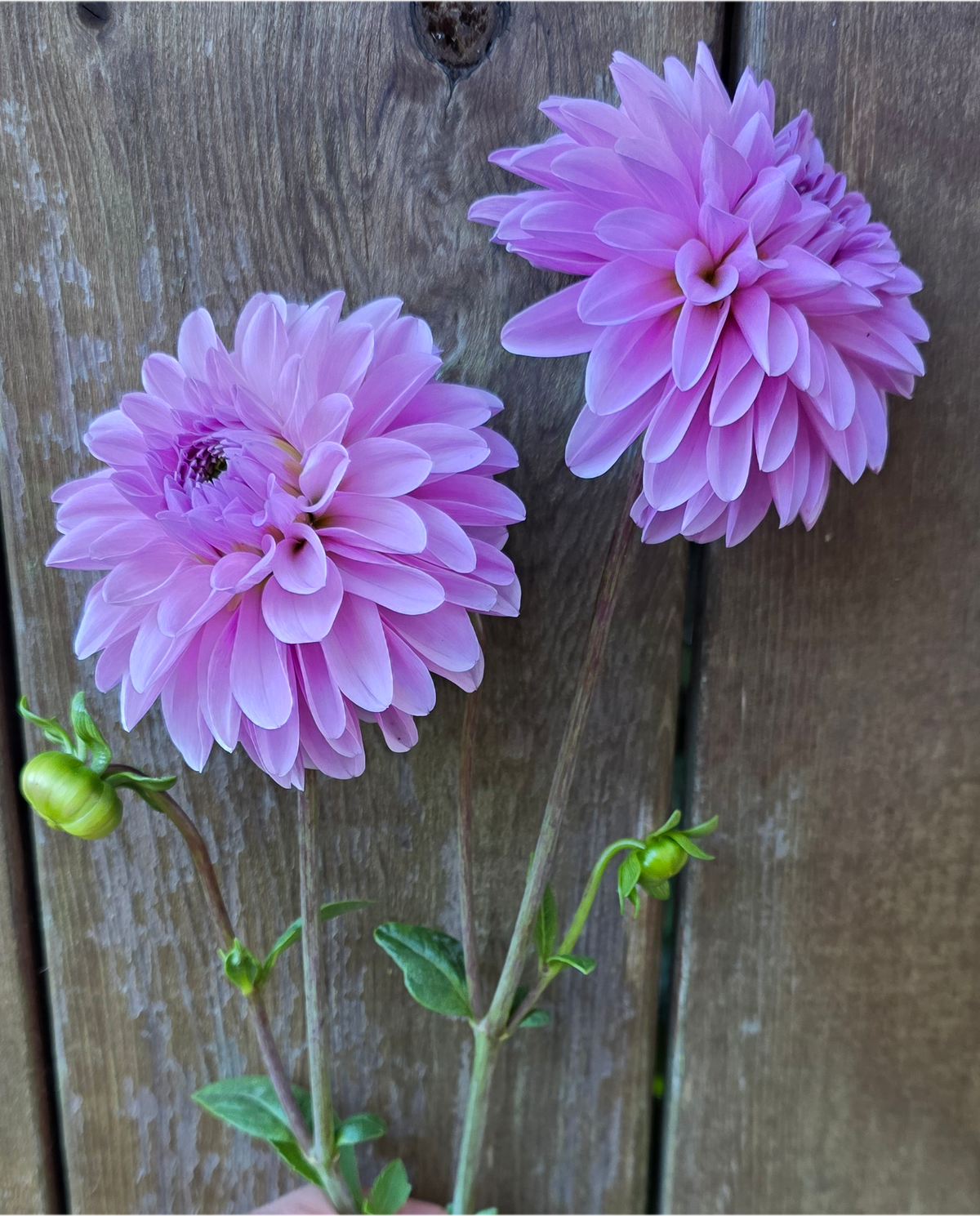 Bazuin Lavender