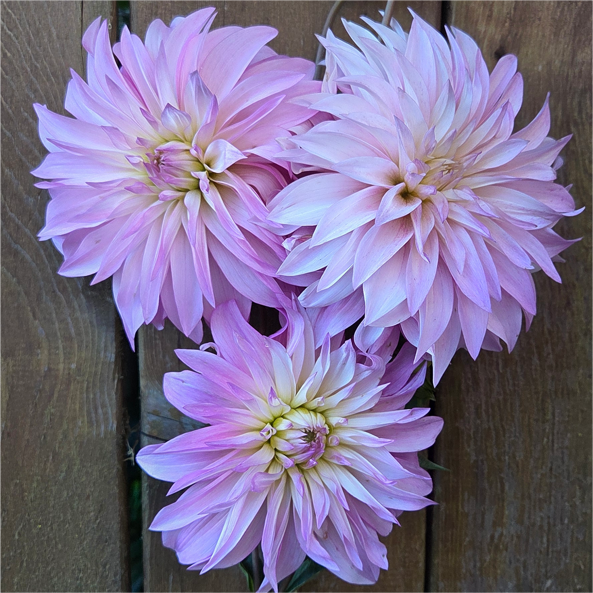 Florelie Meagan