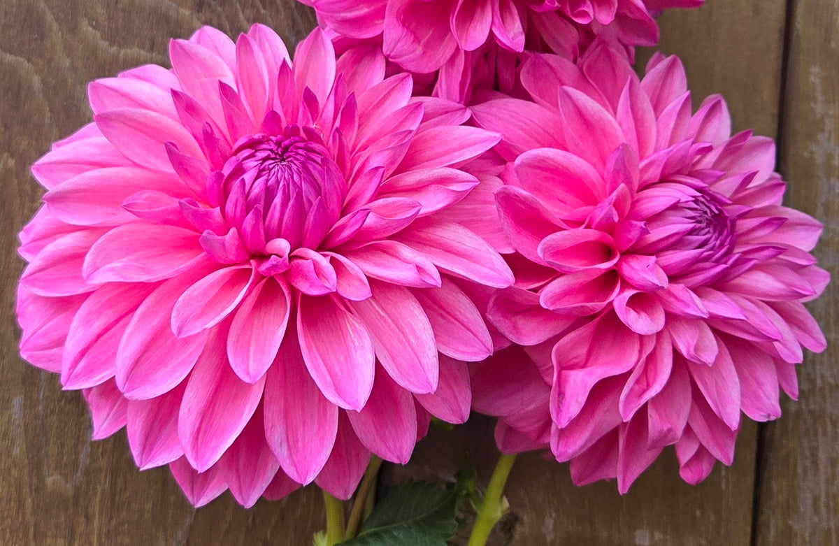 Bargaly Blush